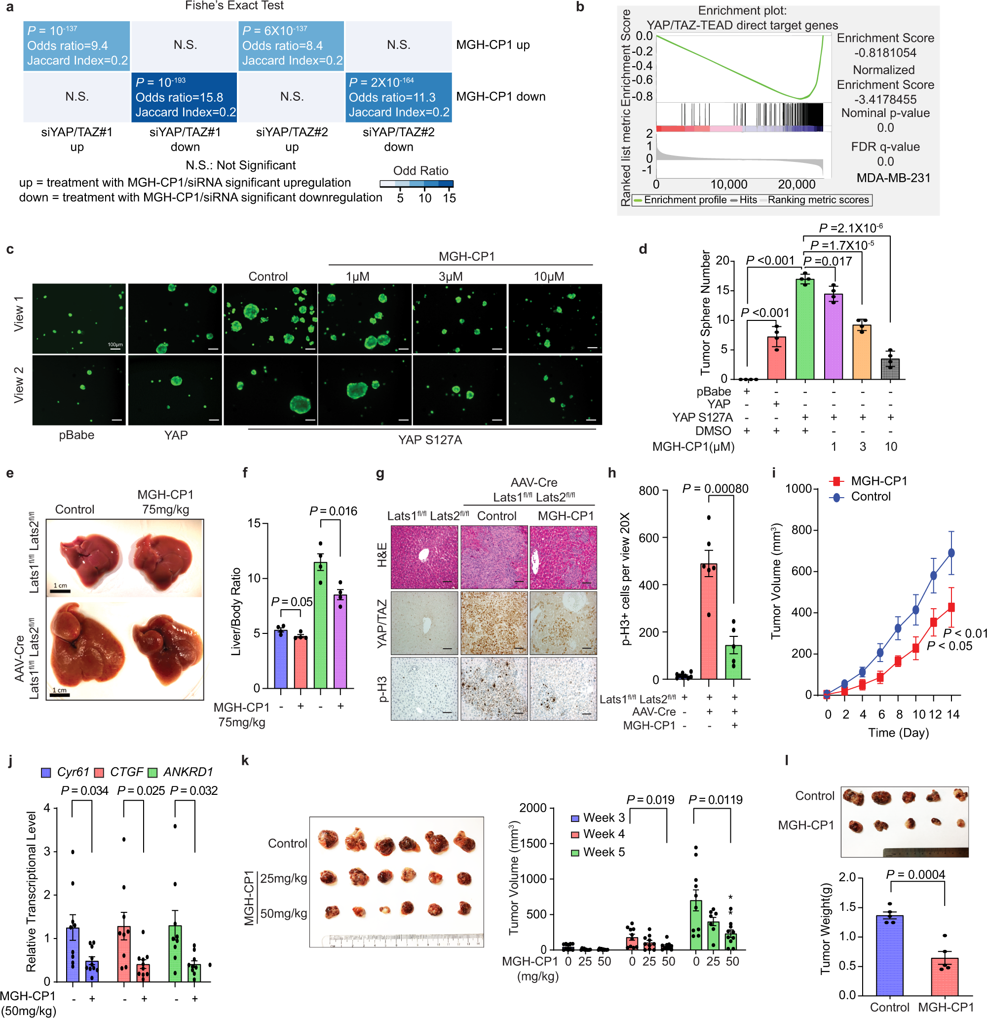 Fig. 2: MGH-CP1 treatment overlaps with YAP/TAZ suppression in transcriptional output and inhibits YAP-dependent transformation, organ enlargement, and tumor initiation.