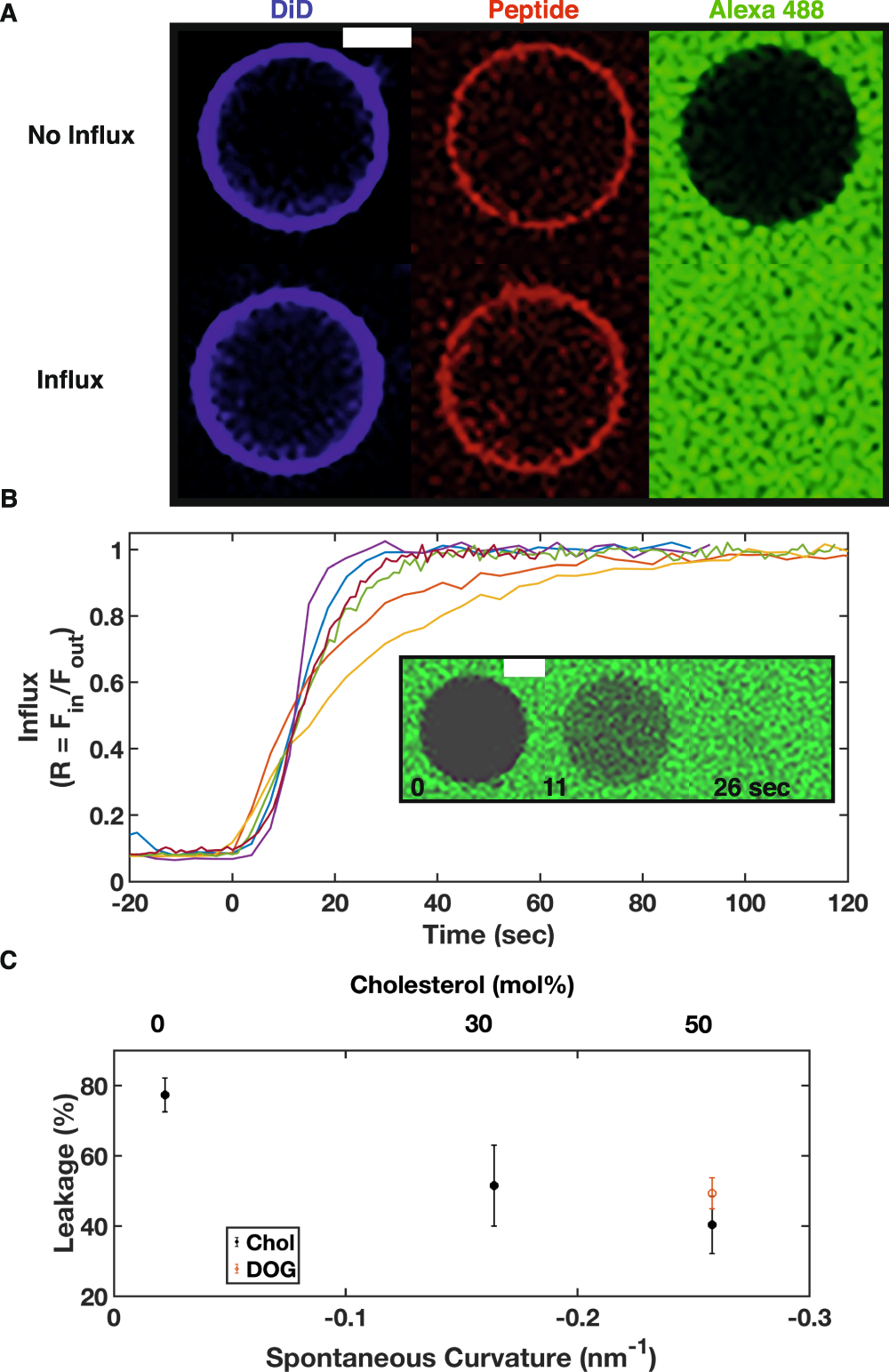Planar aggregation of the influenza viral fusion peptide alters membrane structure and hydration, promoting poration | Nature Communications planar-aggregation-of-the-influenza-viral-fusion-peptide-alters-membrane-structure-and-hydration-promoting-poration-nature-communications