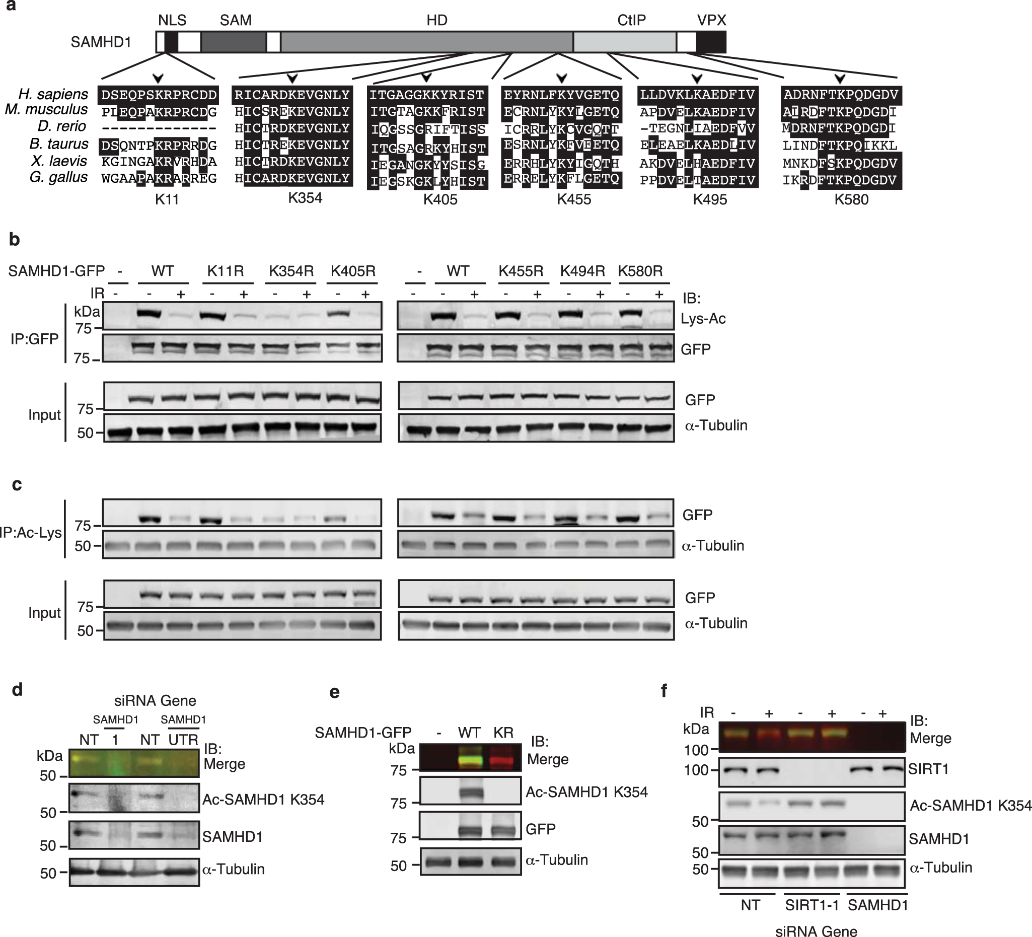 Fig. 2: SIRT1 deacetylates SAMHD1 at K354 in response to DSBs.