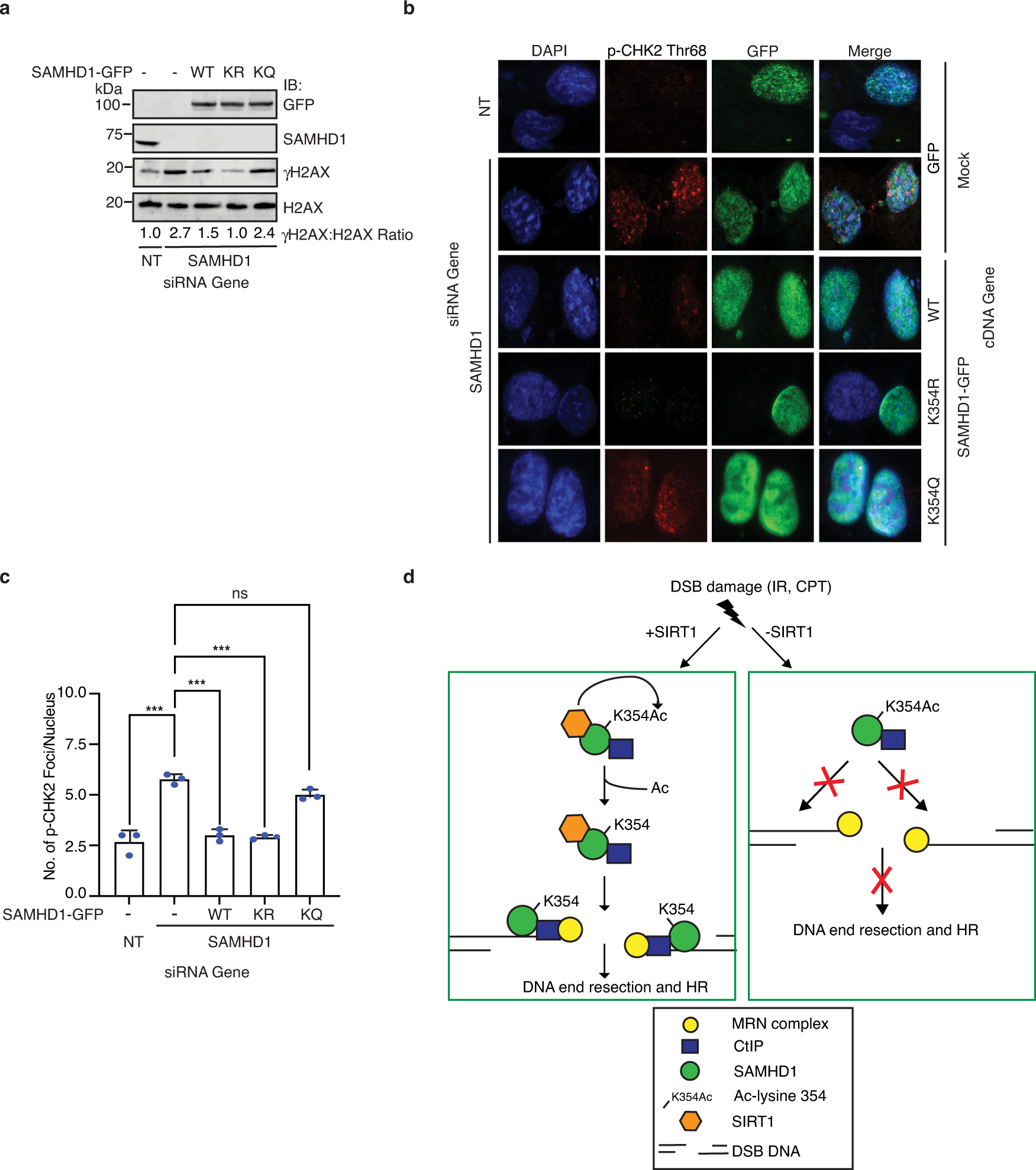 Fig. 7: SAMHD1 acetylation at K354 causes genomic instability.