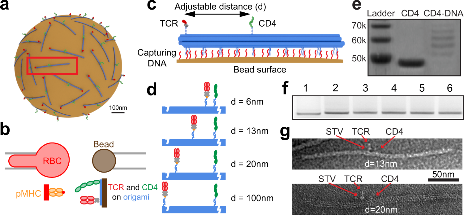 Fig. 4: DNA origami-based platform for spacing control of TCR and CD4.