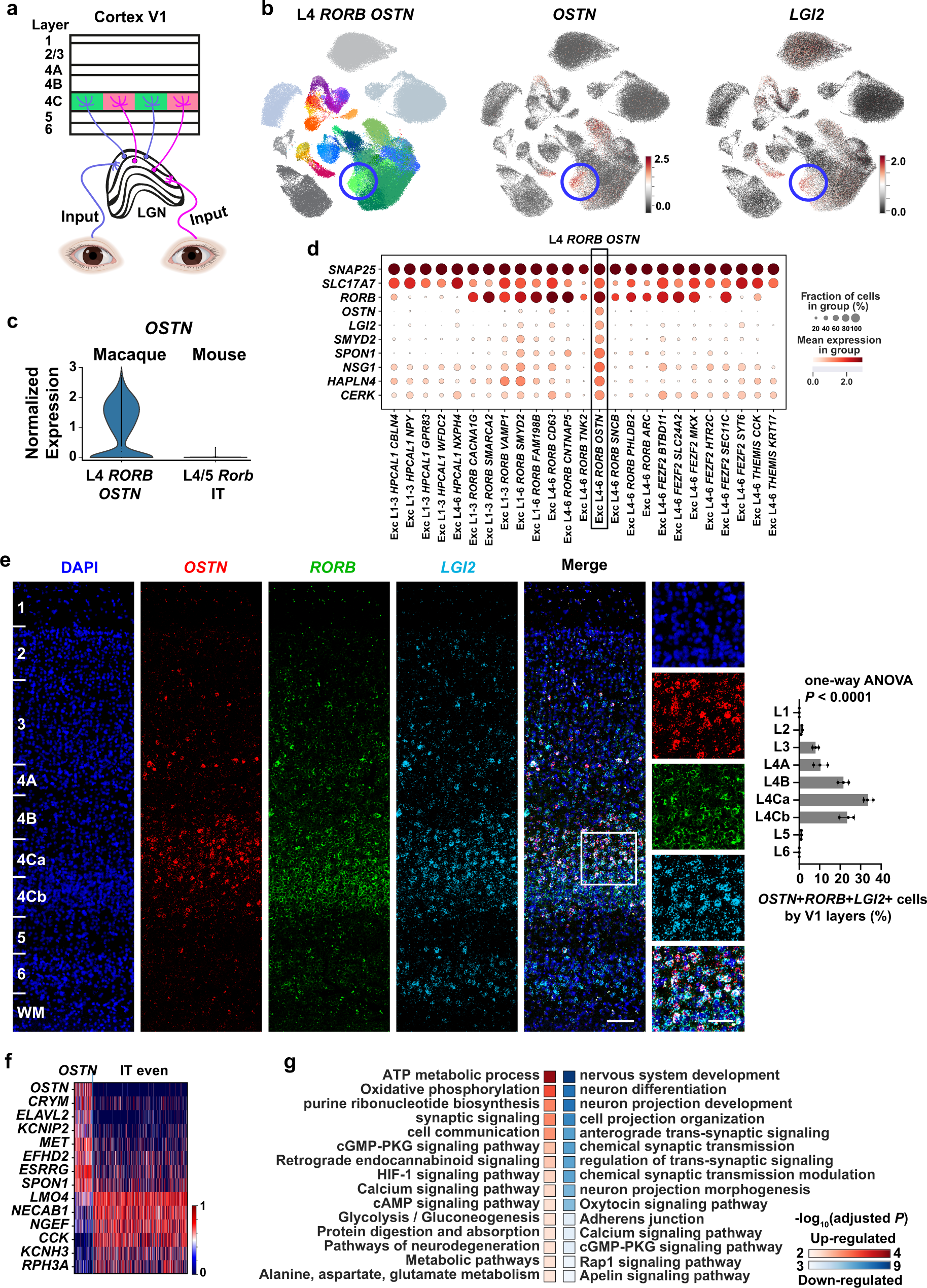 Fig. 5: L4 RORB OSTN cells are neural activity-induced neurons.