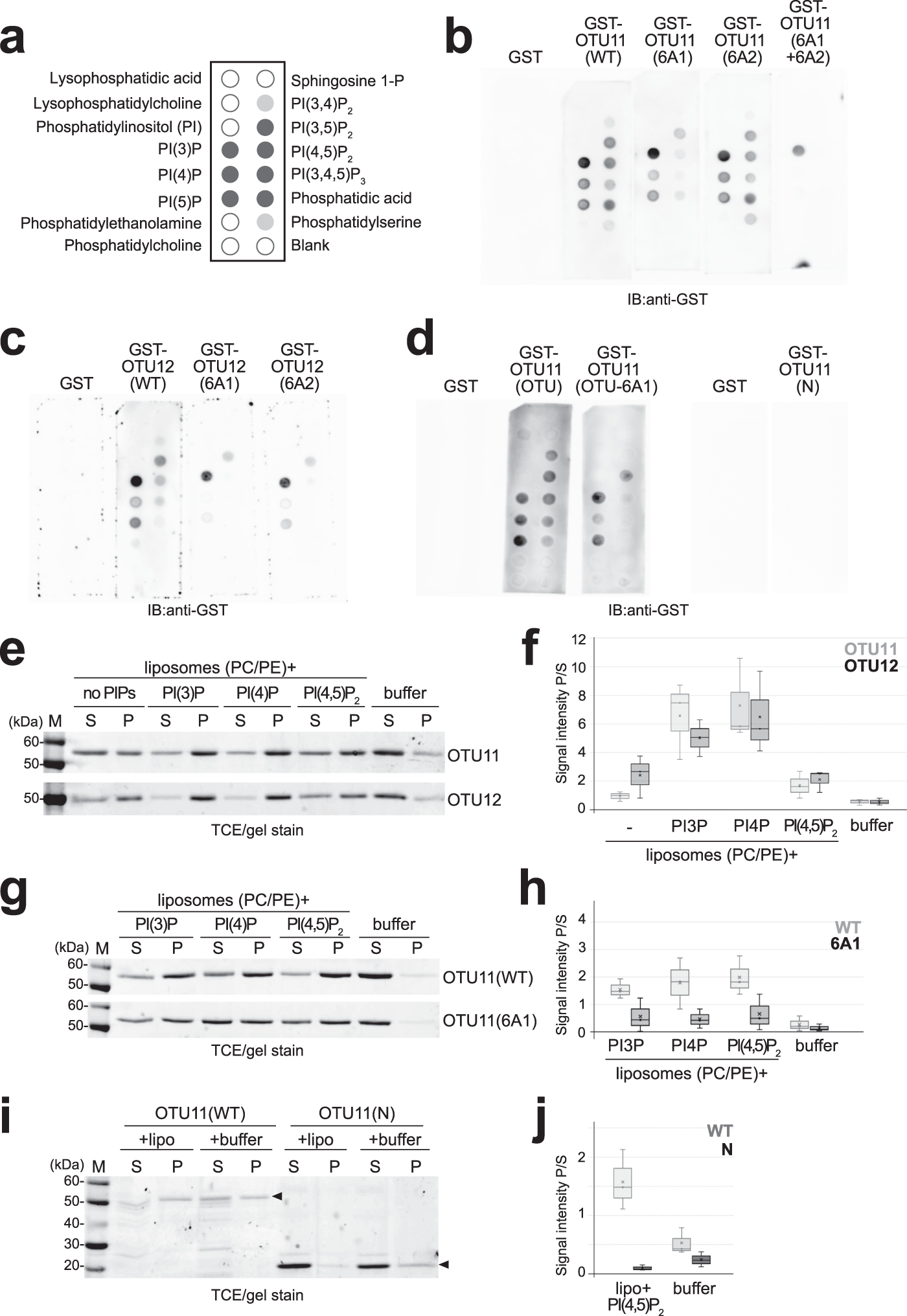 Fig. 6: PBMs in OTU11 and OTU12 are required for their interaction with anionic lipids in vitro.