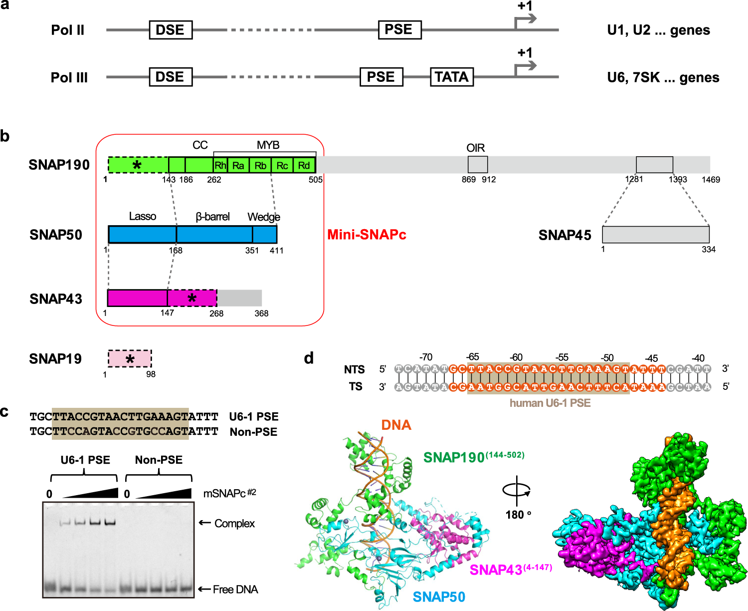 Structural Basis Of Human Snapc Recognizing Proximal Sequence Element Of  Snrna Promoter | Nature Communications