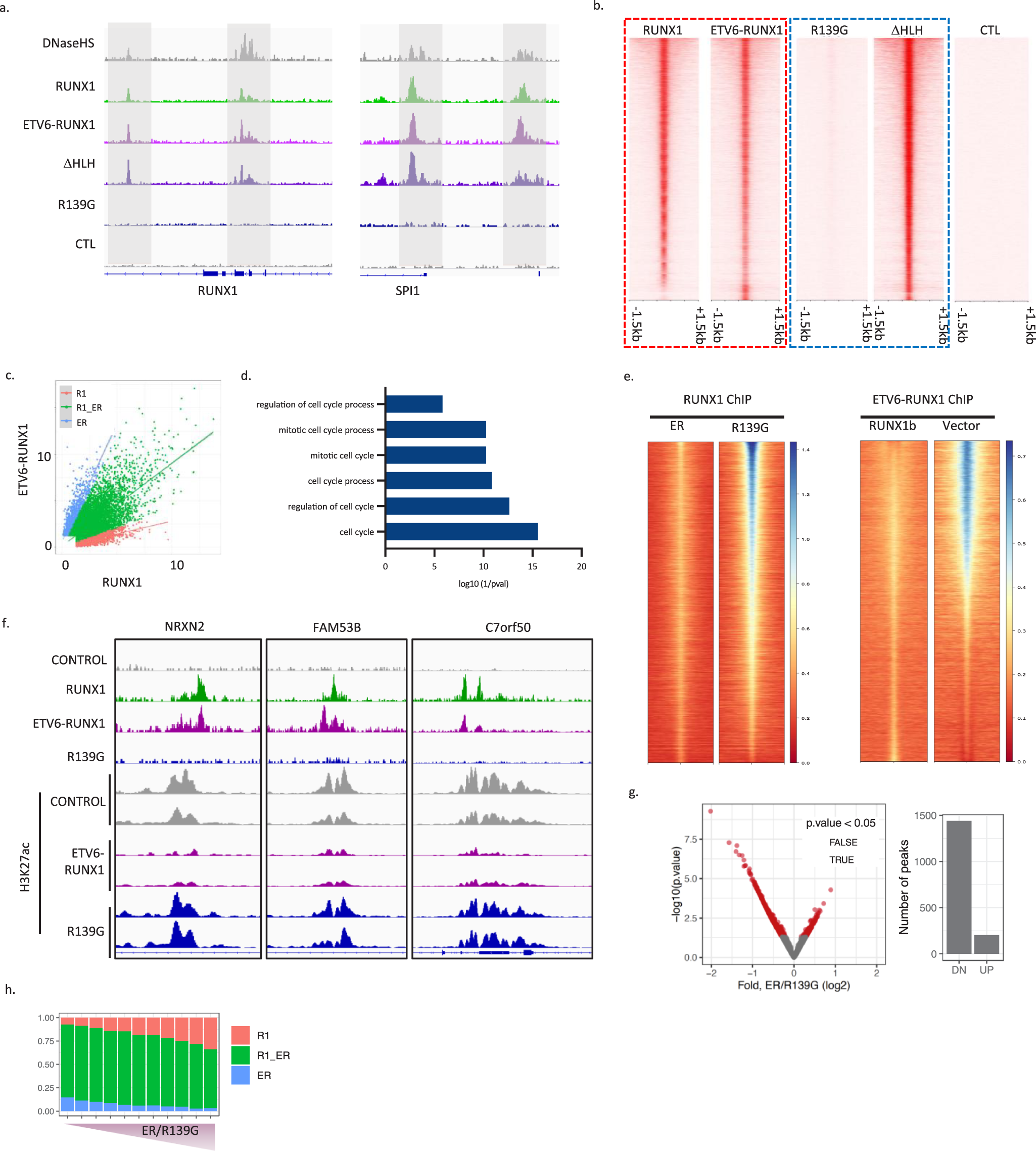 Fig. 4: ETV6-RUNX1 binds DNA through the Runt domain, competing with native RUNX1.