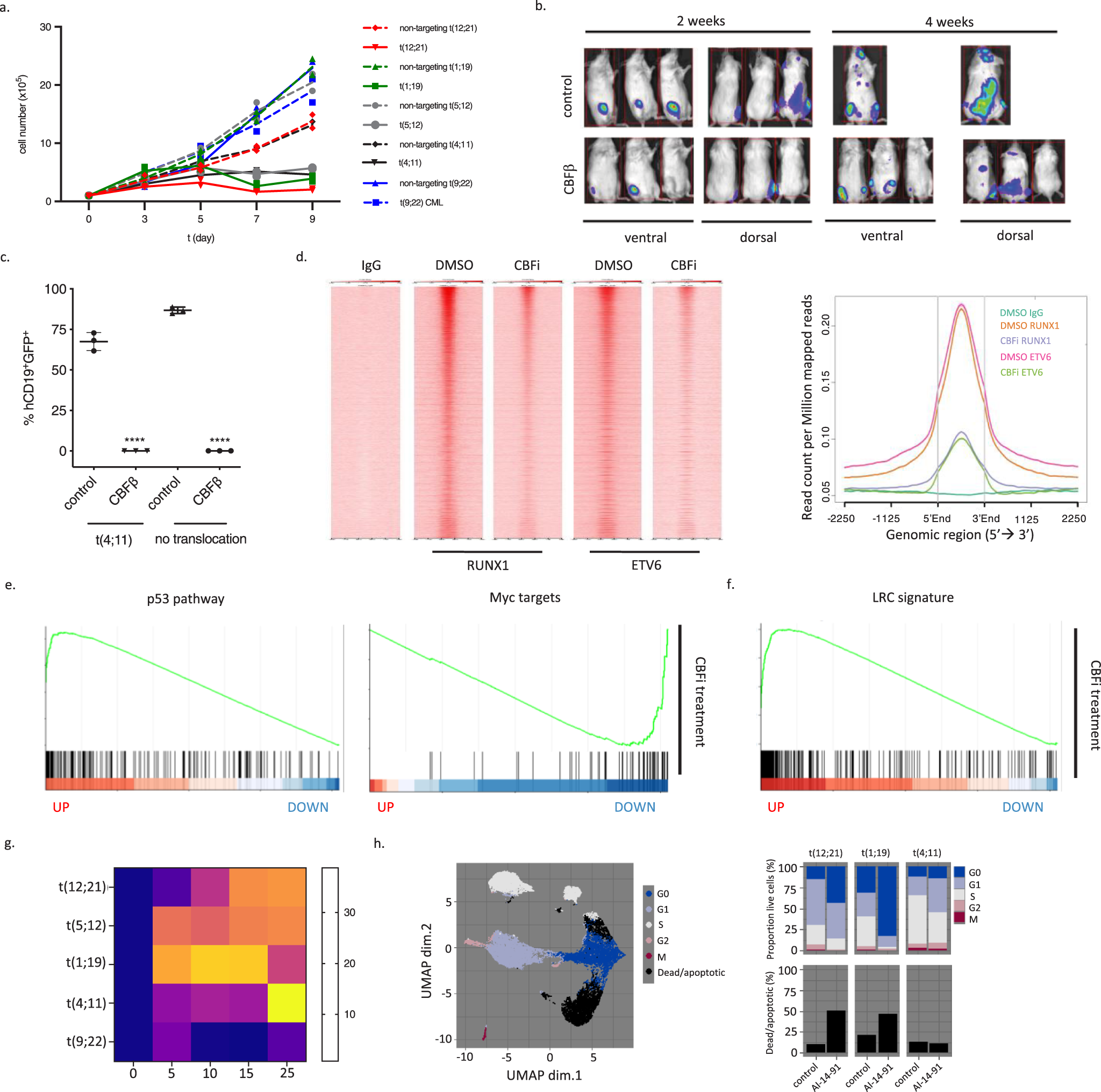 Fig. 8: An allosteric CBF-inhibitor mimics RUNX1 depletion suggesting a targeted treatment for B-ALL.