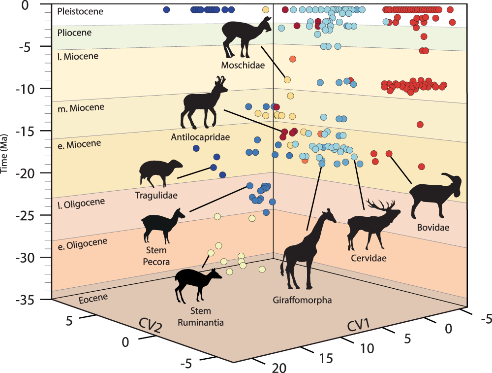 animal evolution timeline