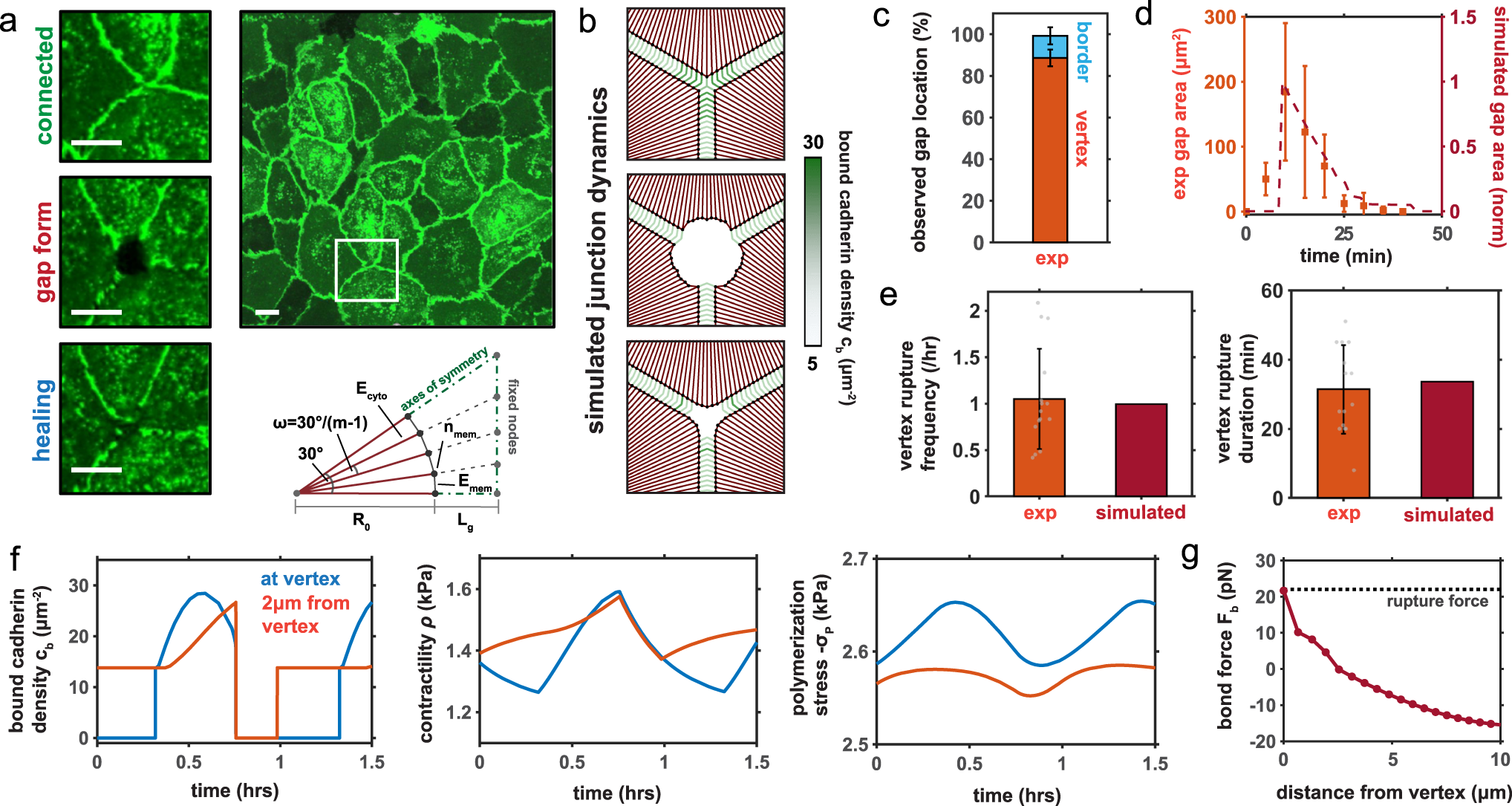 Fig. 4: Simulations of Junction Dynamics at Cell Vertices.