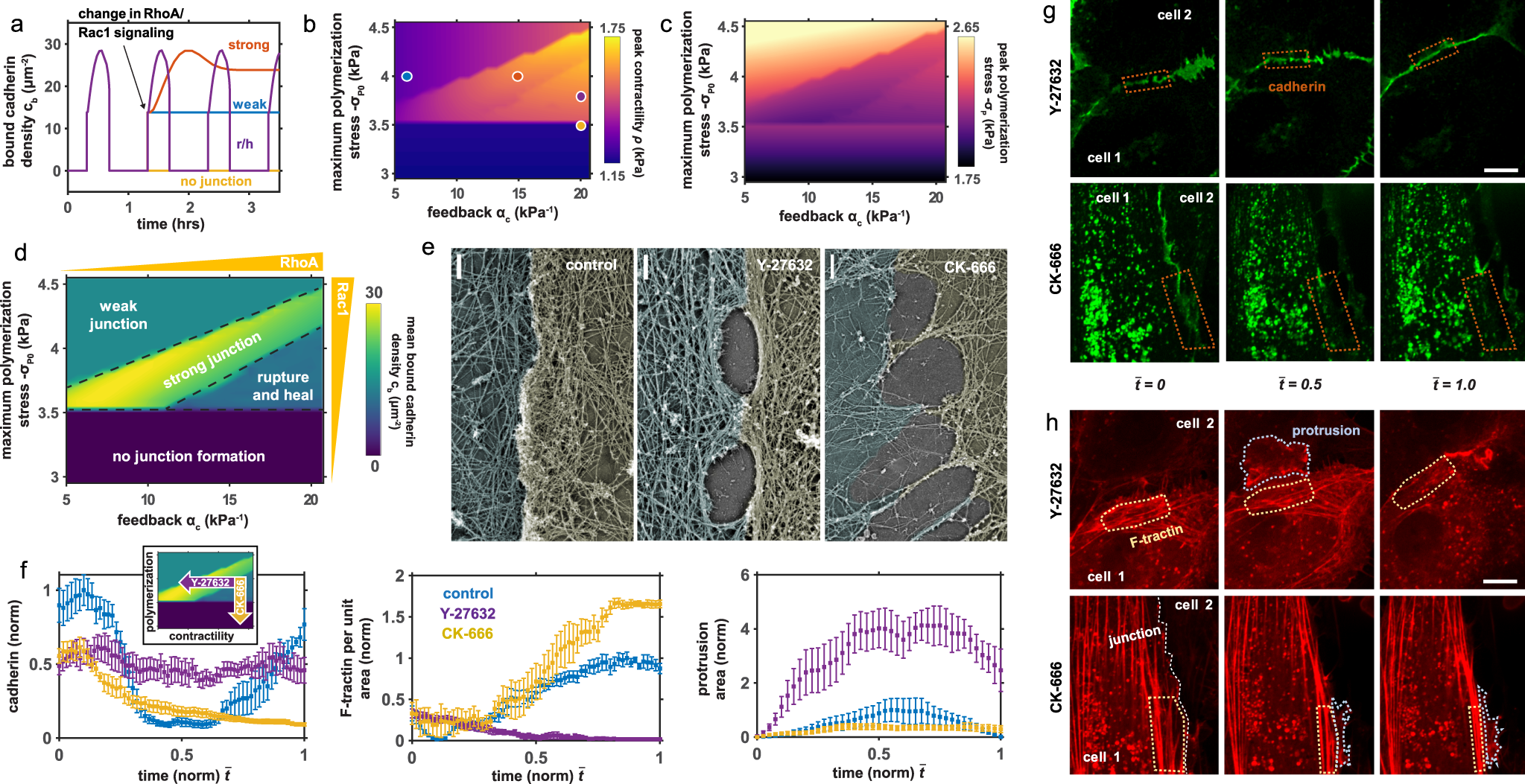 Fig. 5: Influence of pharmacological treatments on junction stability.