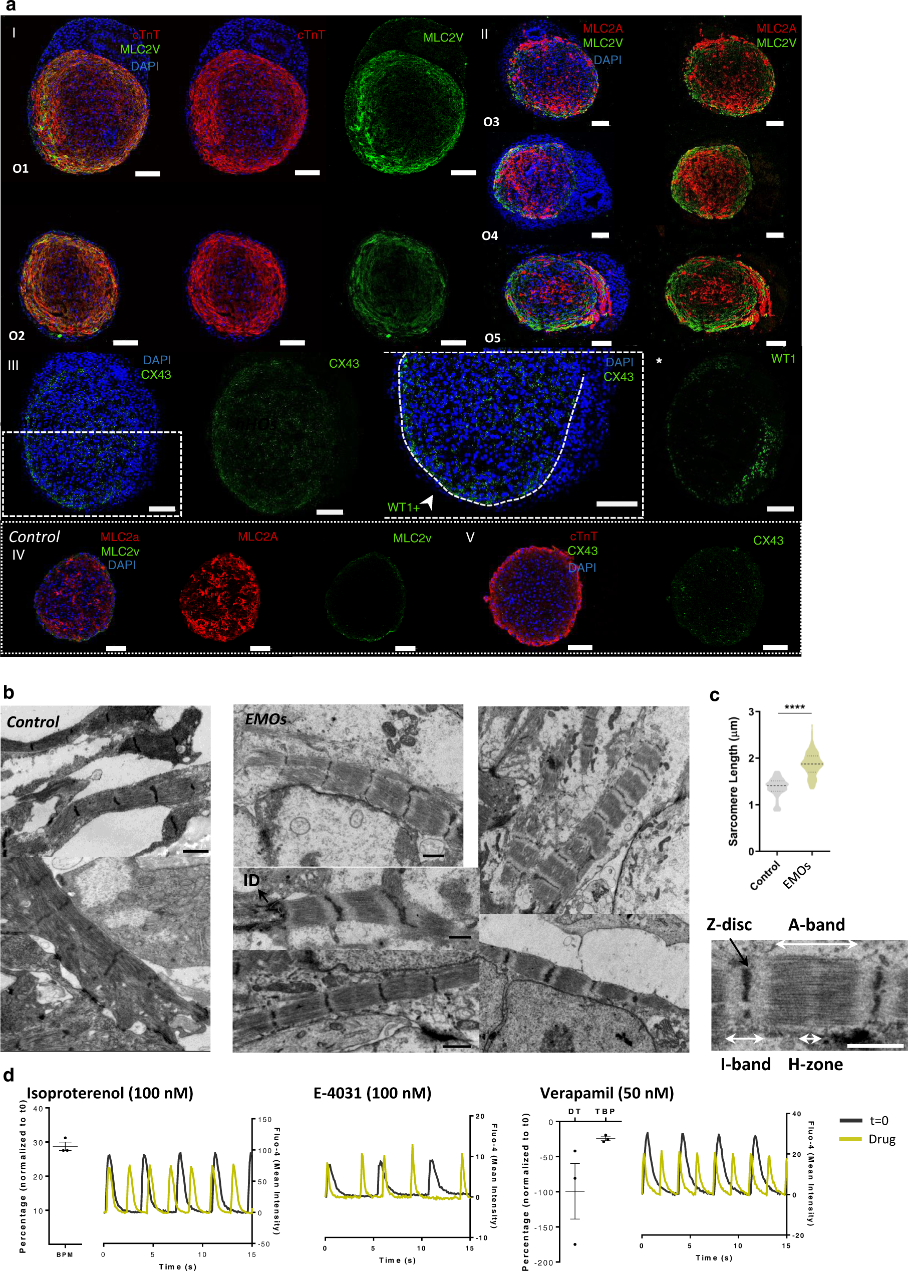 Fig. 5: EMOs present improved signals of ventricle myocardium maturation in comparison with CM aggregates only.