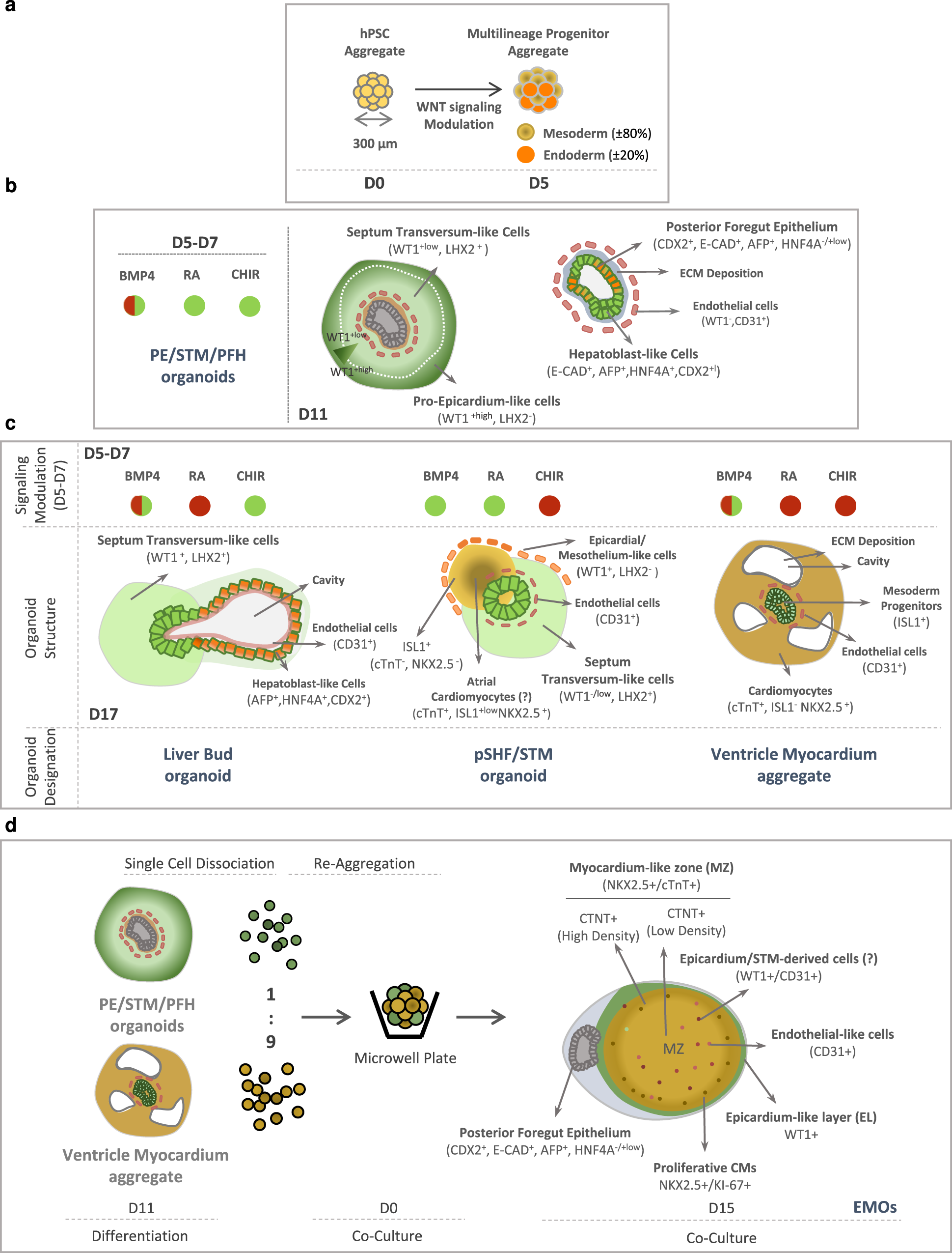 Fig. 7: WNT, BMP4, and RA signals modulation conditions PE/STM/PFH organoids specification and these organoids are key to generate a physiologically relevant epicardium-myocardium heart organoid model in vitro.