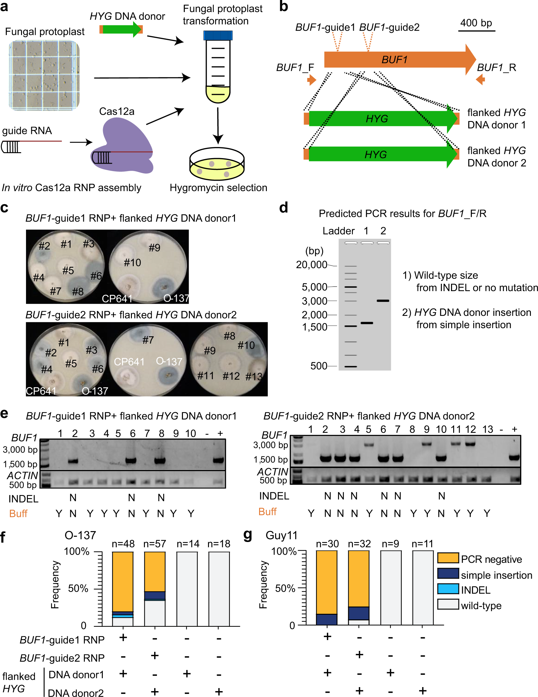 CRISPR-Cas12a induced DNA double-strand breaks are repaired by multiple  pathways with different mutation profiles in Magnaporthe oryzae