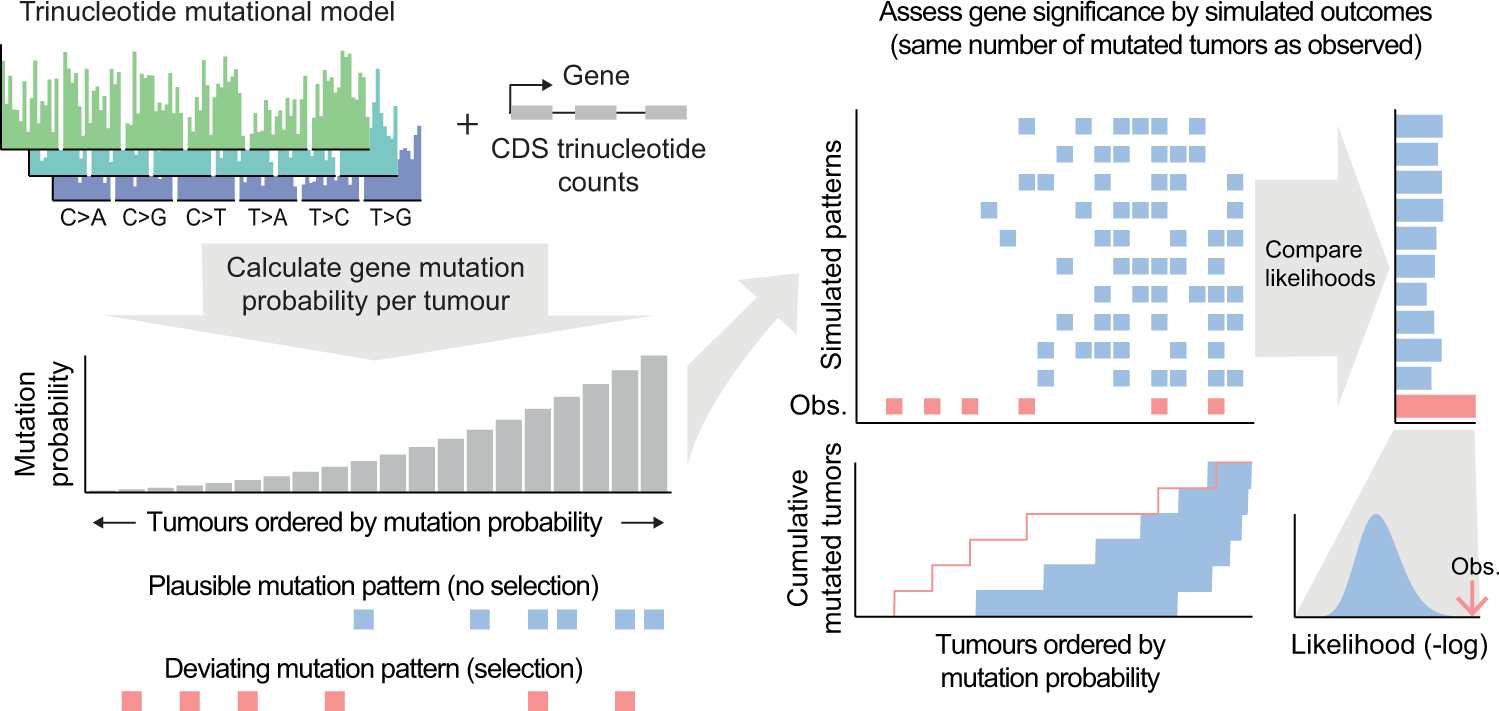 Whats the chance of every mutation?