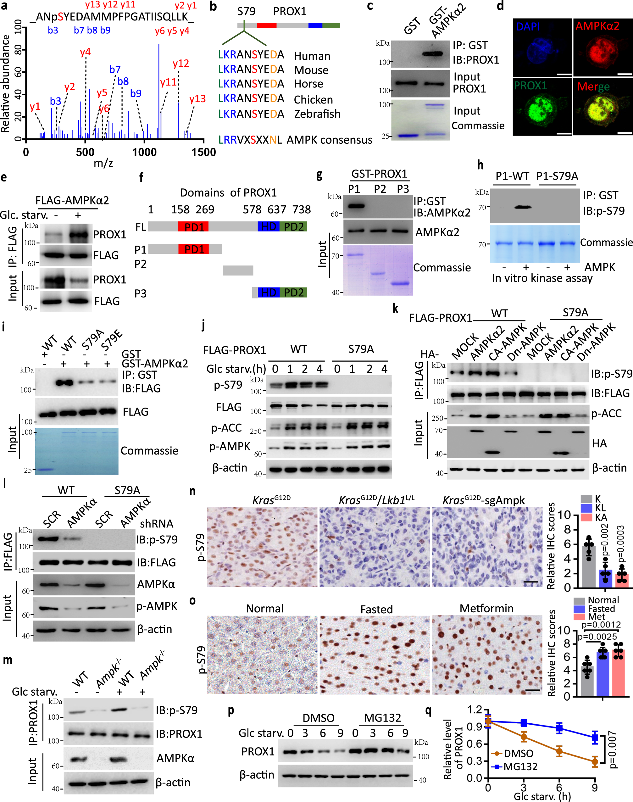 Fig. 2: AMPK directly phosphorylates PROX1 at Ser79.