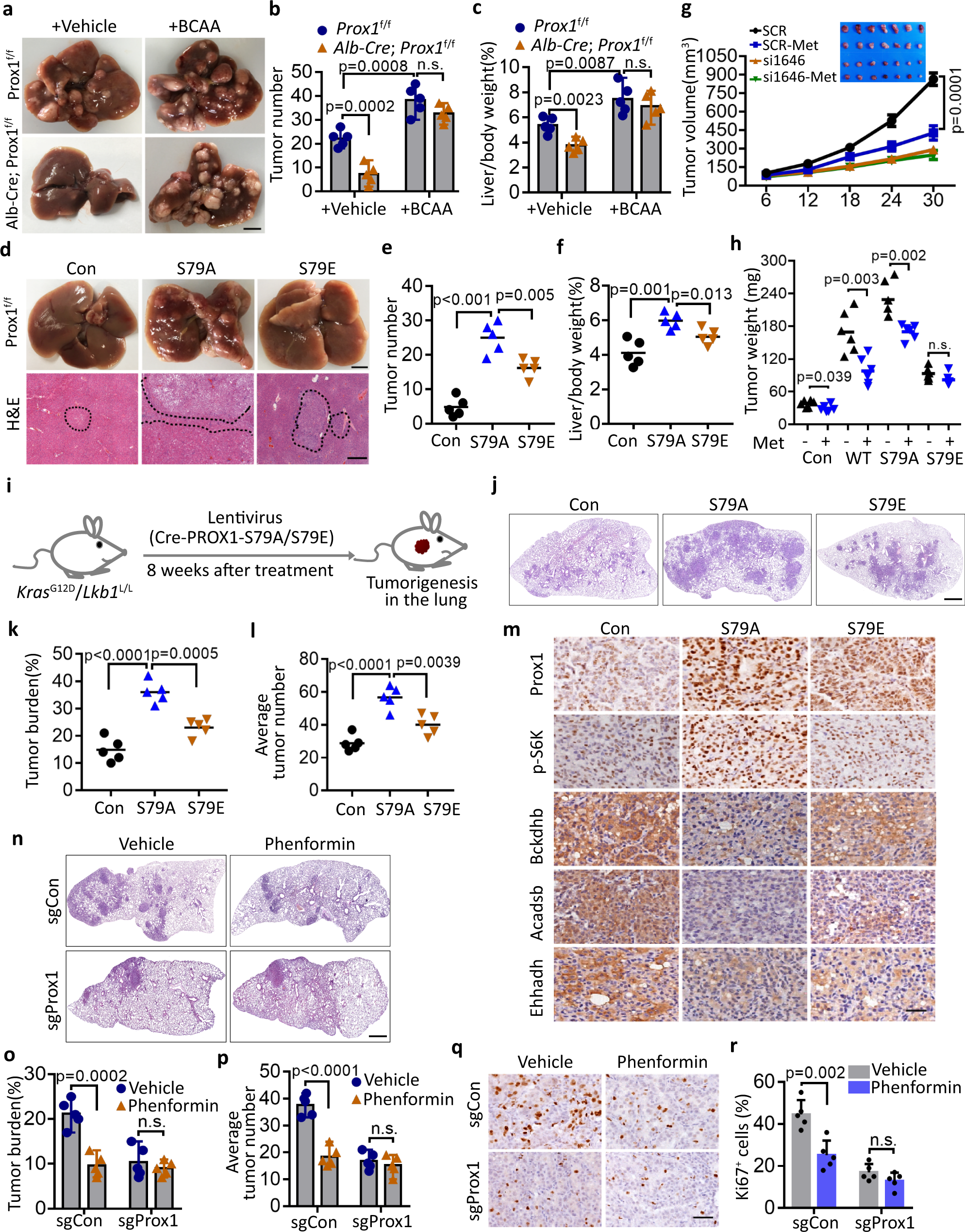 Fig. 6: AMPK-PROX1 axis impairs tumourigenesis and dictates therapeutic response.