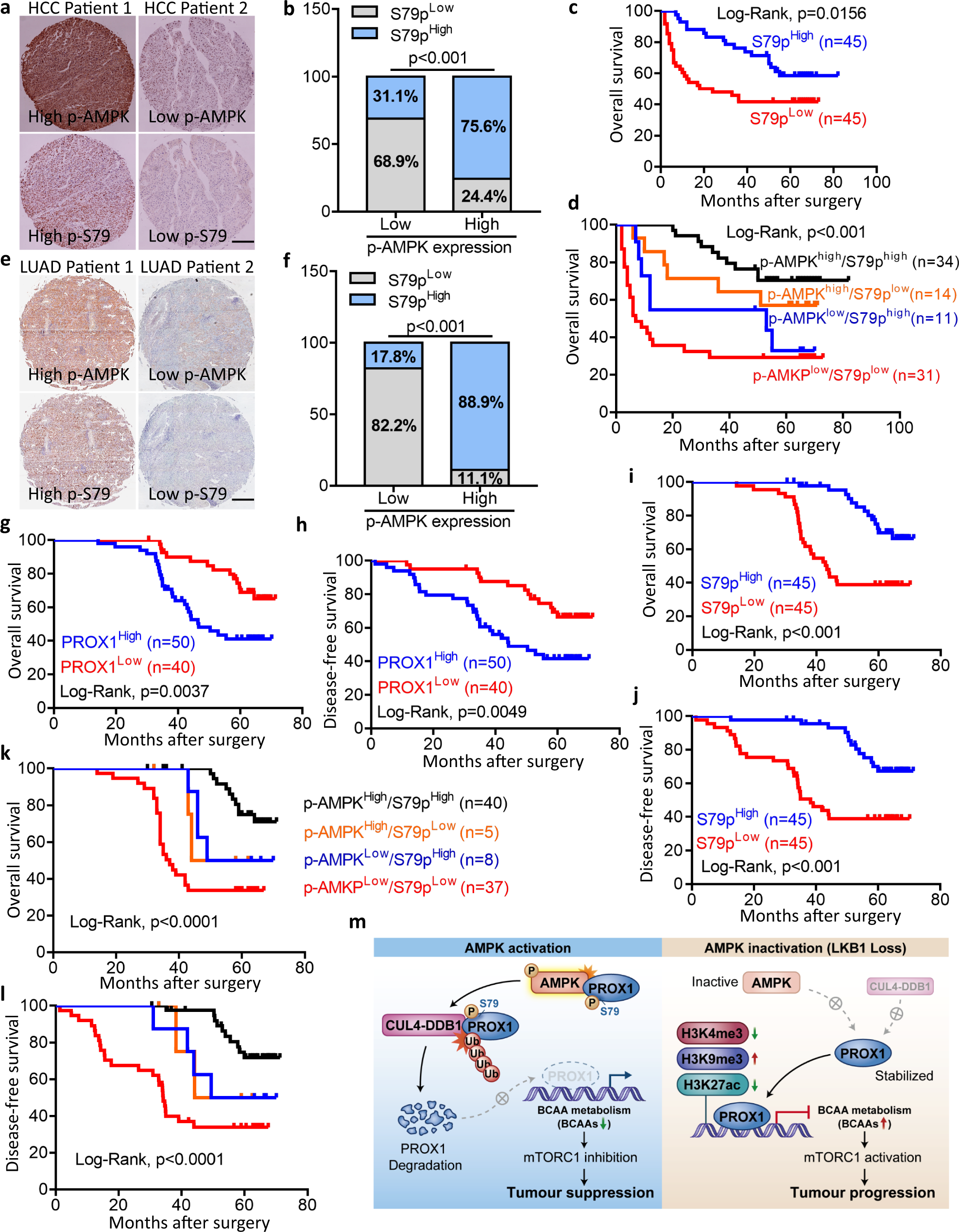 Fig. 7: AMPK-PROX1 axis in human cancers is associated with patient prognosis.