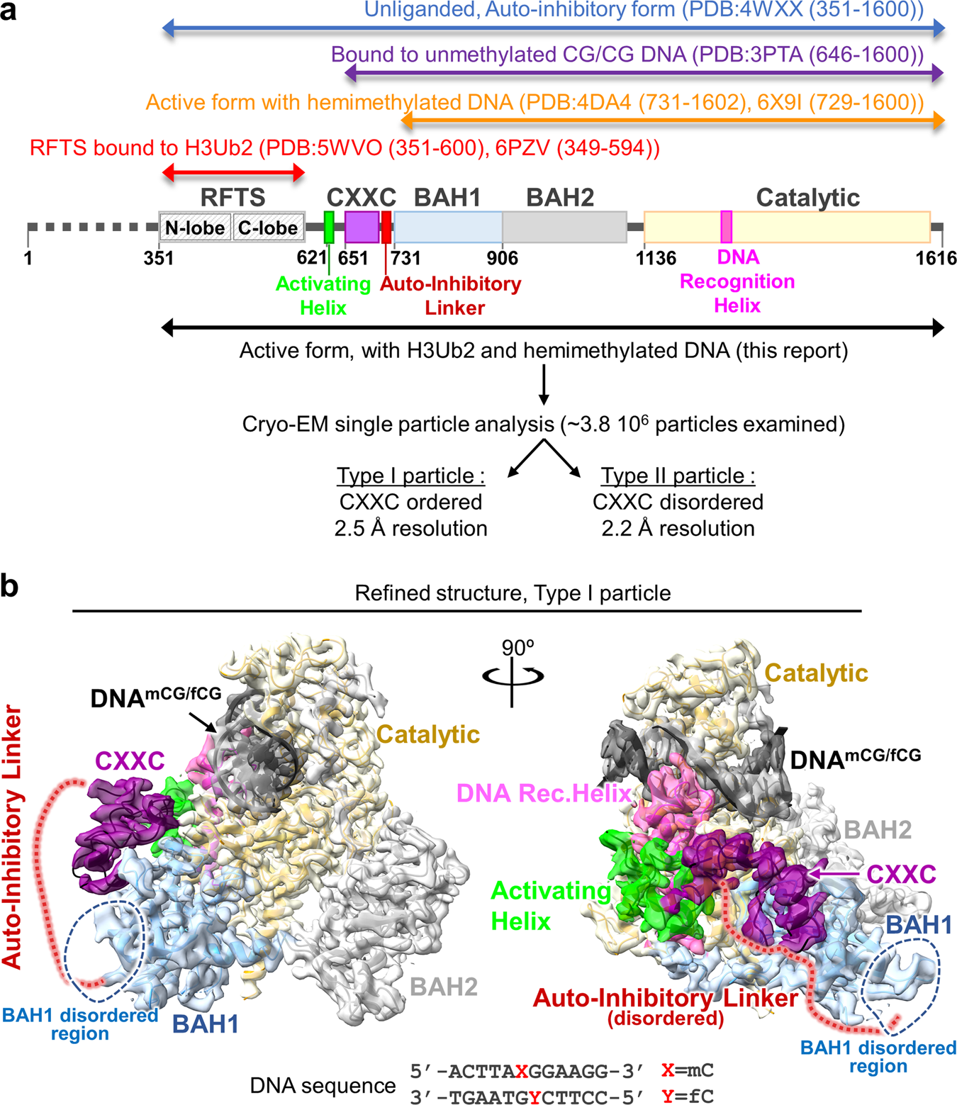Structural basis for activation of DNMT1 | Nature Communications