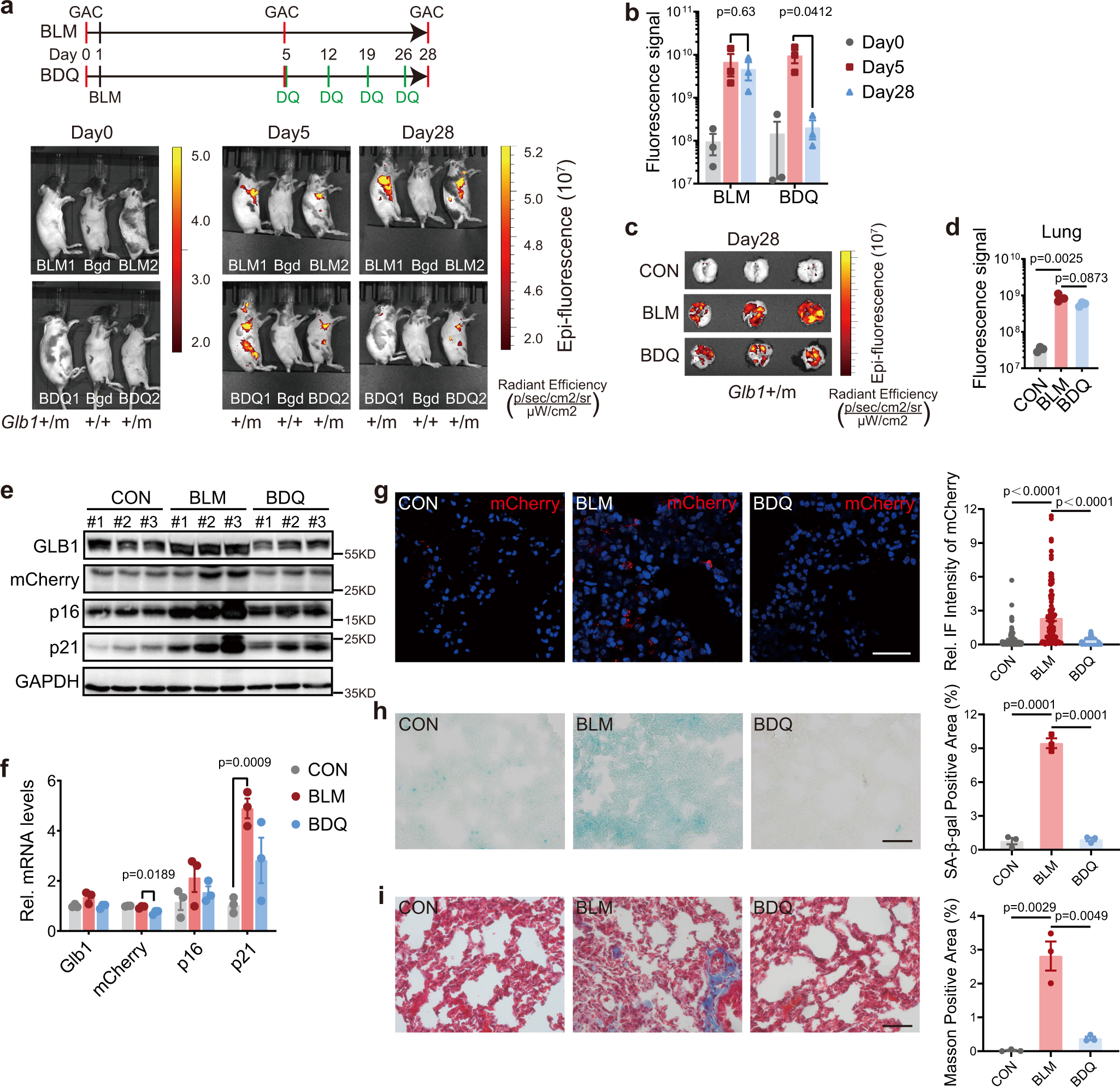 Fig. 7: Senolytic therapies attenuate GAC signal in Glb1+/m mice.