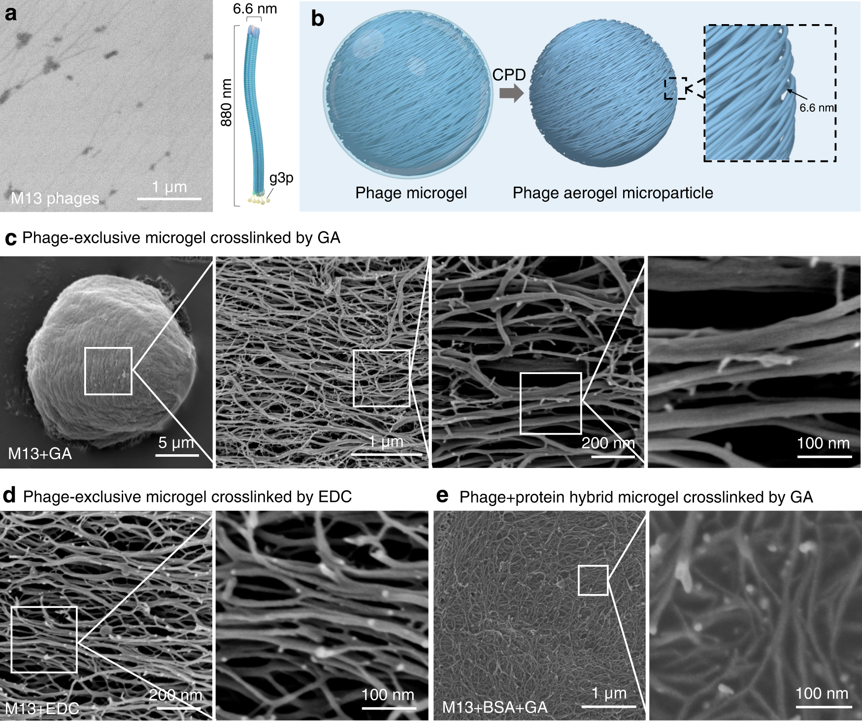 Kredit: Tian et al. (2022), Nature Communications.