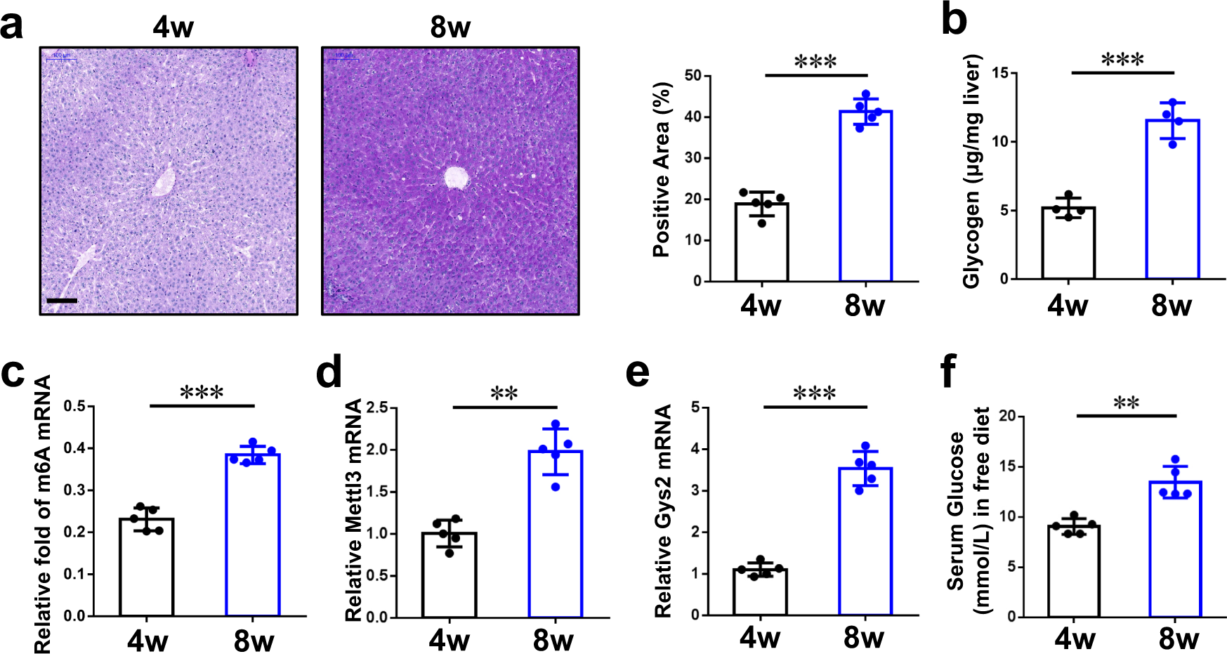 Fig. 6: The METTL3-IGF2BP2-GYS2 axis is related to liver glycogen storage in rats.