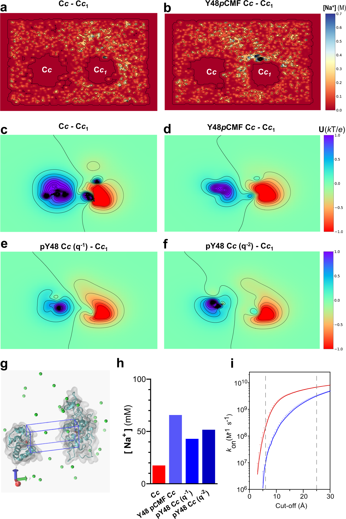 Fig. 4: Molecular dynamics (MD) calculations of Cc1 and Cc display an inter-protein Gouy-Chapman conduit that is disrupted by phosphorylation.
