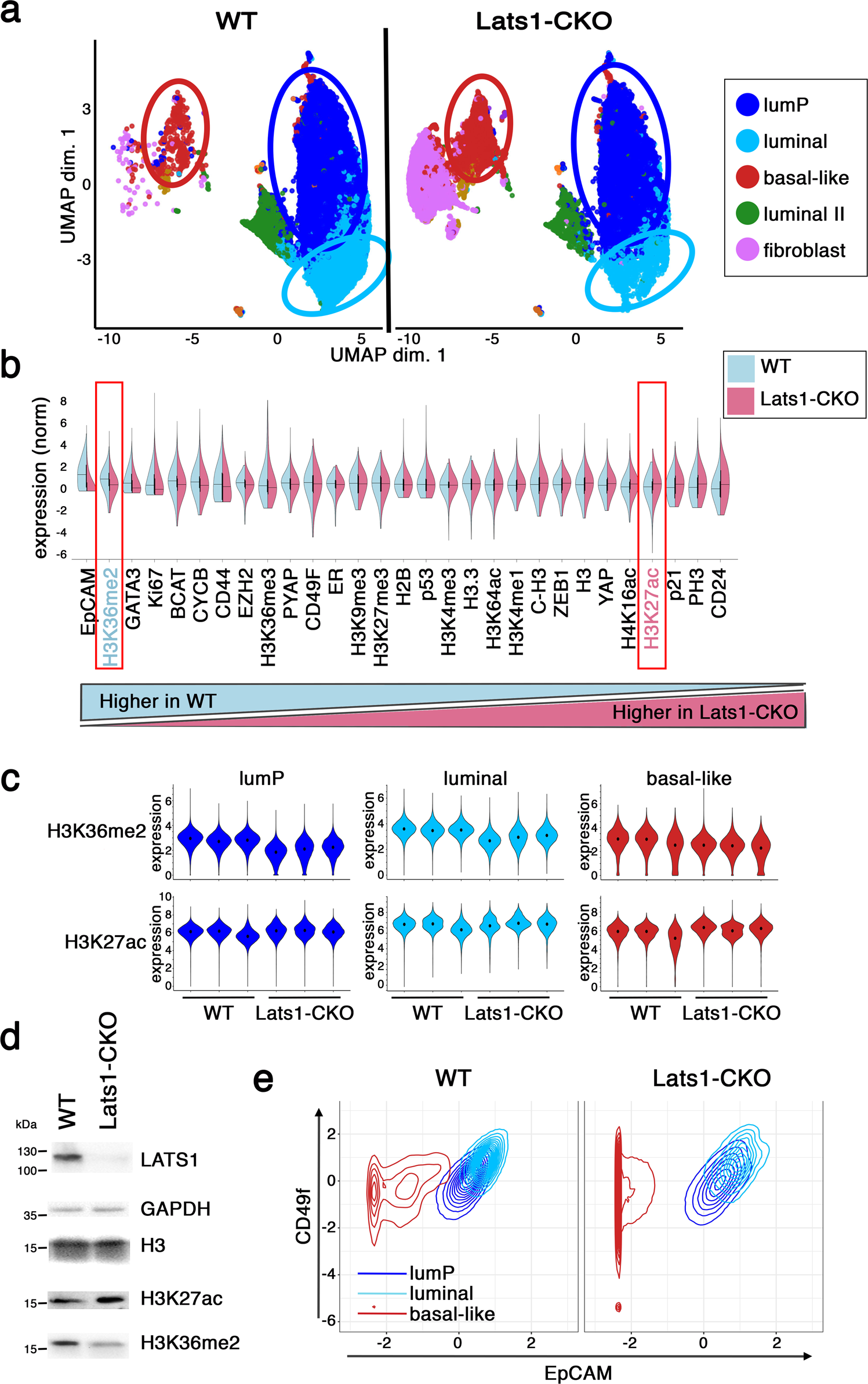 Breast cancer plasticity is restricted by a LATS1-NCOR1 repressive