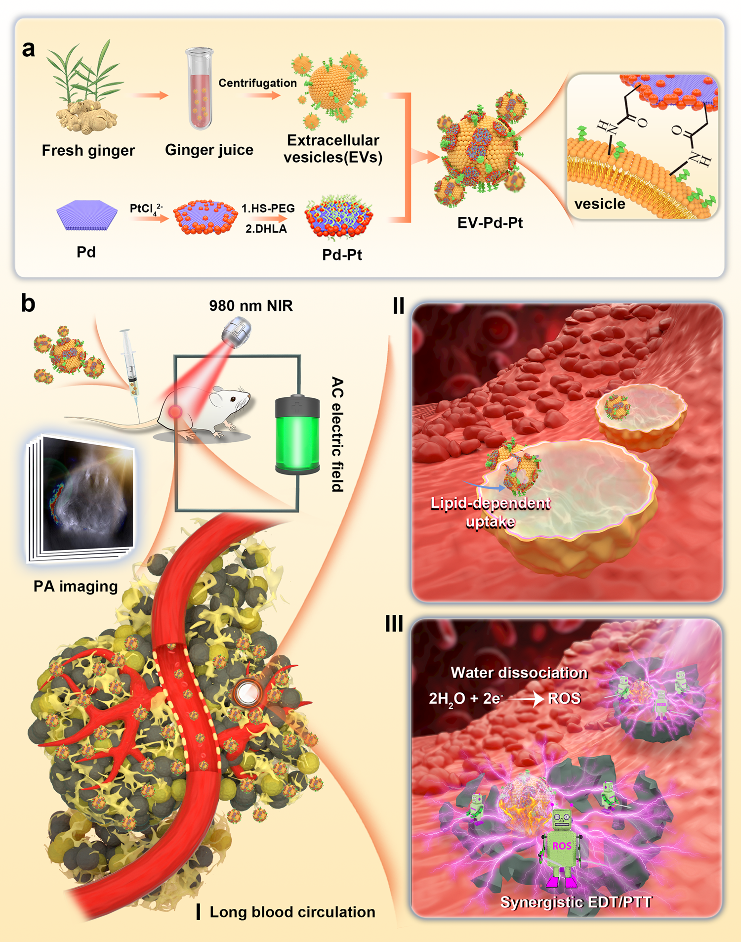 Biomimetic electrodynamic nanoparticles comprising ginger-derived  extracellular vesicles for synergistic anti-infective therapy | Nature  Communications