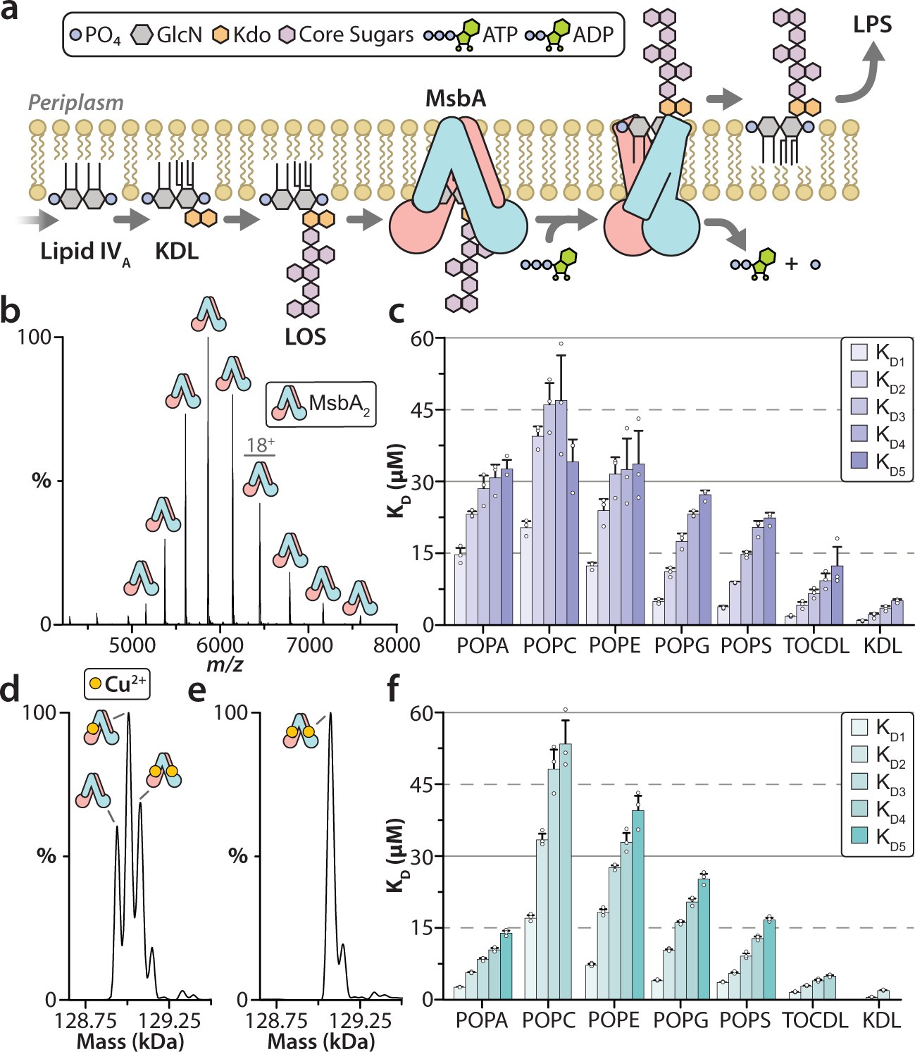 Fig. 1: Copper(II) binding to MsbA modulates lipid binding affinity.