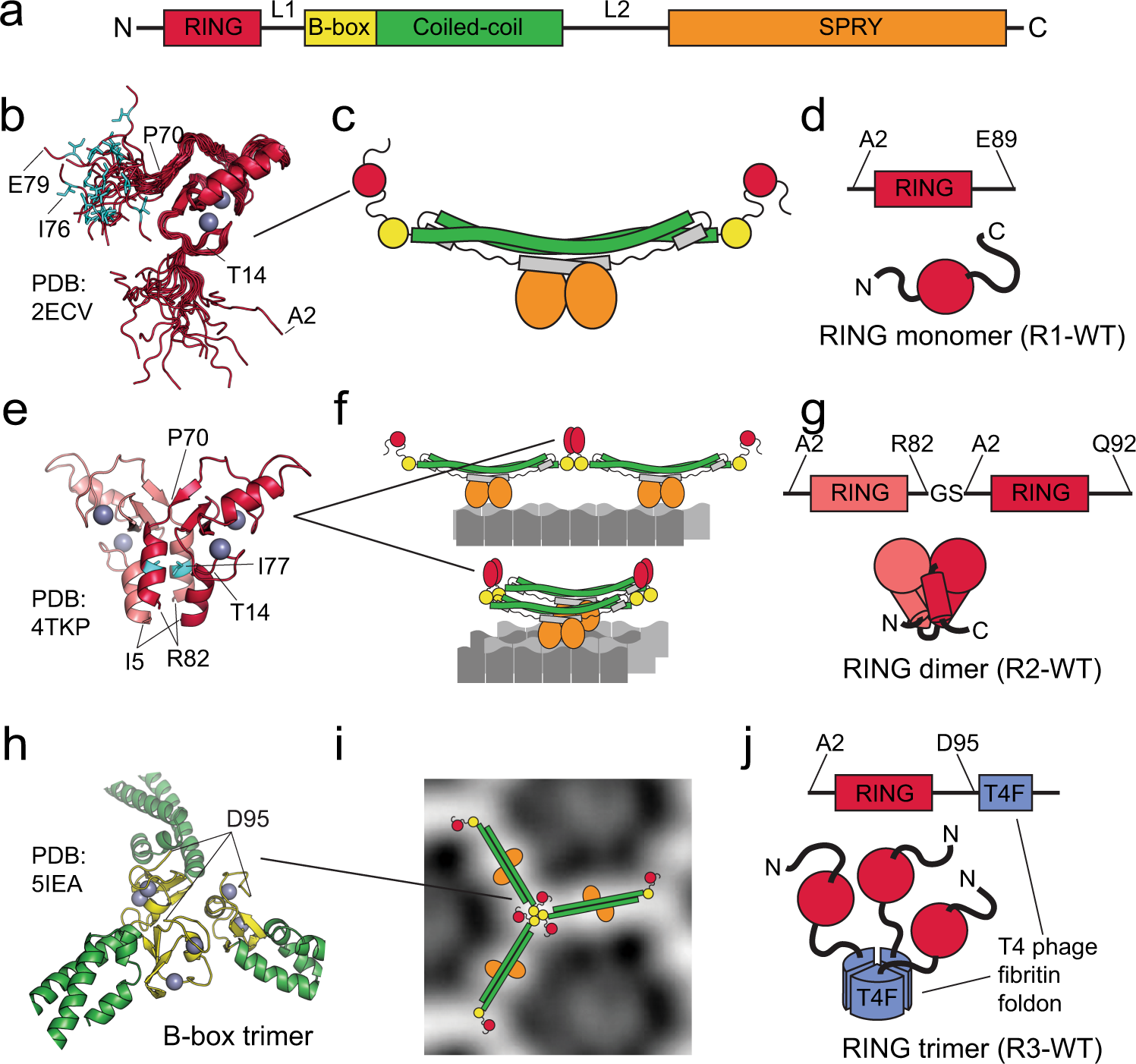 Structural and functional asymmetry of RING trimerization controls priming  and extension events in TRIM5α autoubiquitylation | Nature Communications