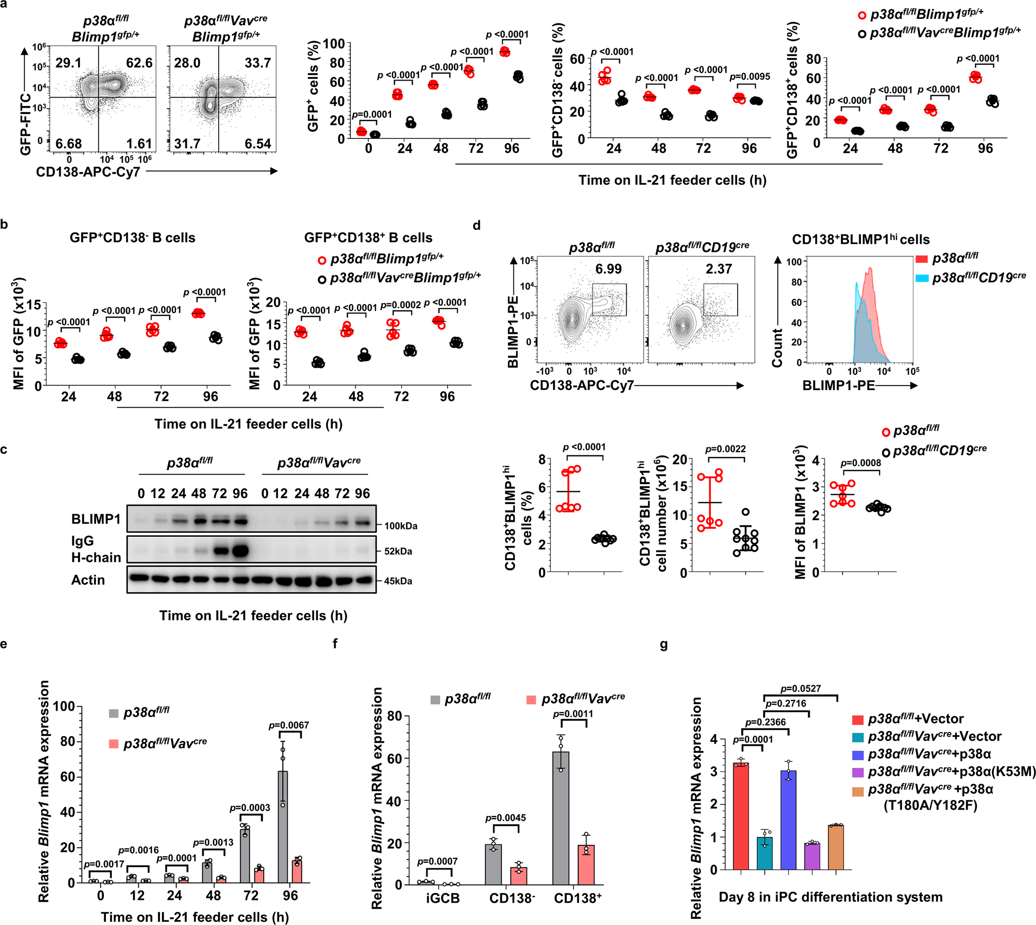 Fig. 3: p38α regulates BLIMP1 expression.