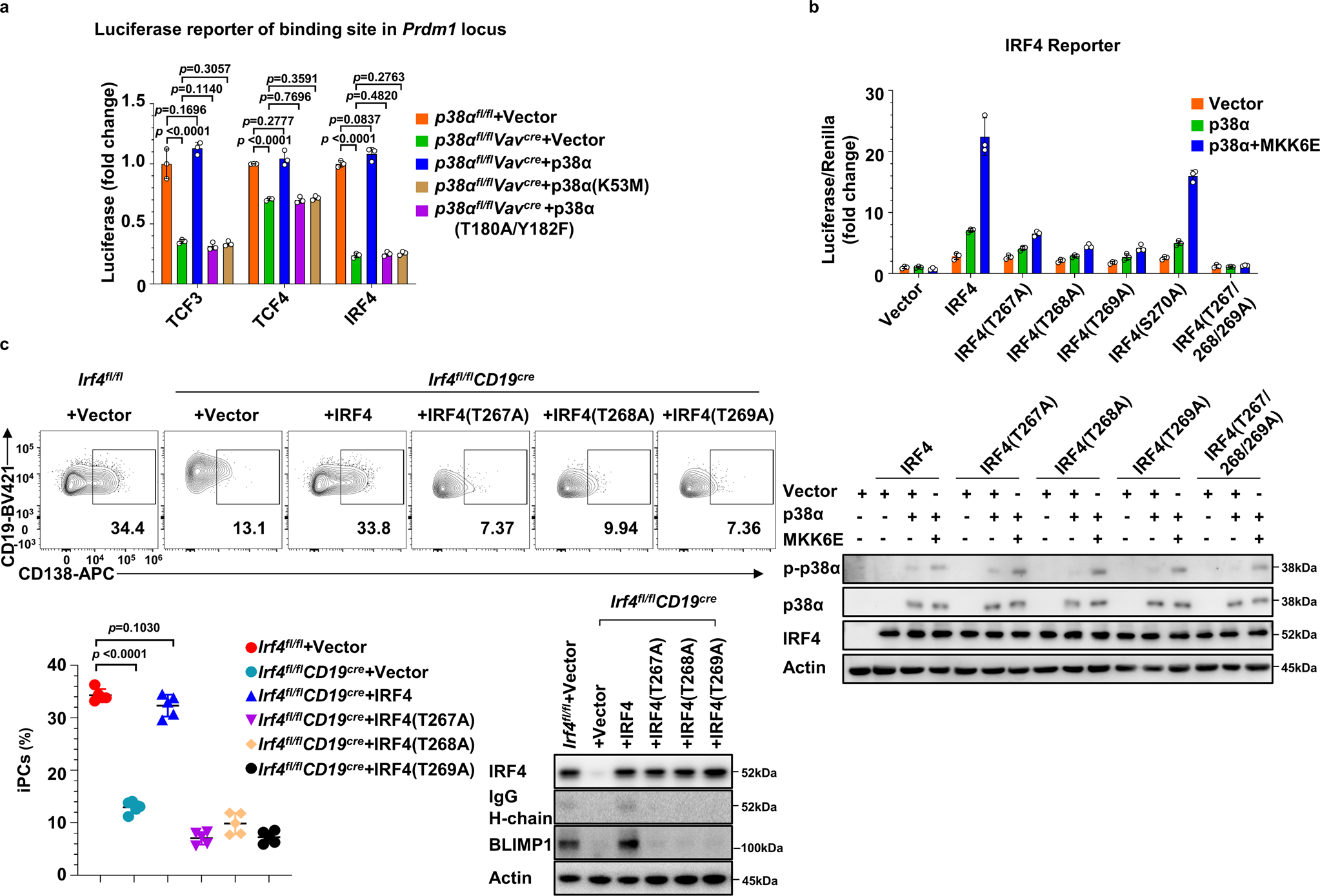 Fig. 7: The activation of TCF3, TCF4 and IRF4 downstream of p38α in PC differentiation.