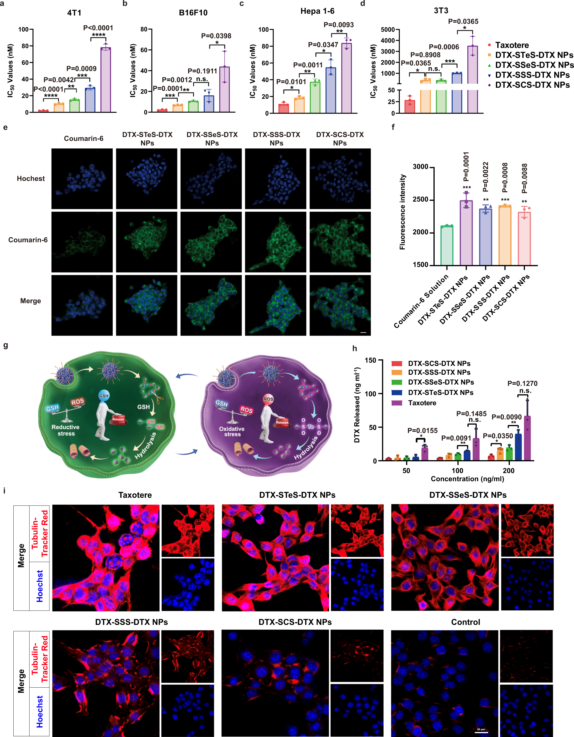 Fig. 5: Cytotoxicity and intracellular bioactivation.