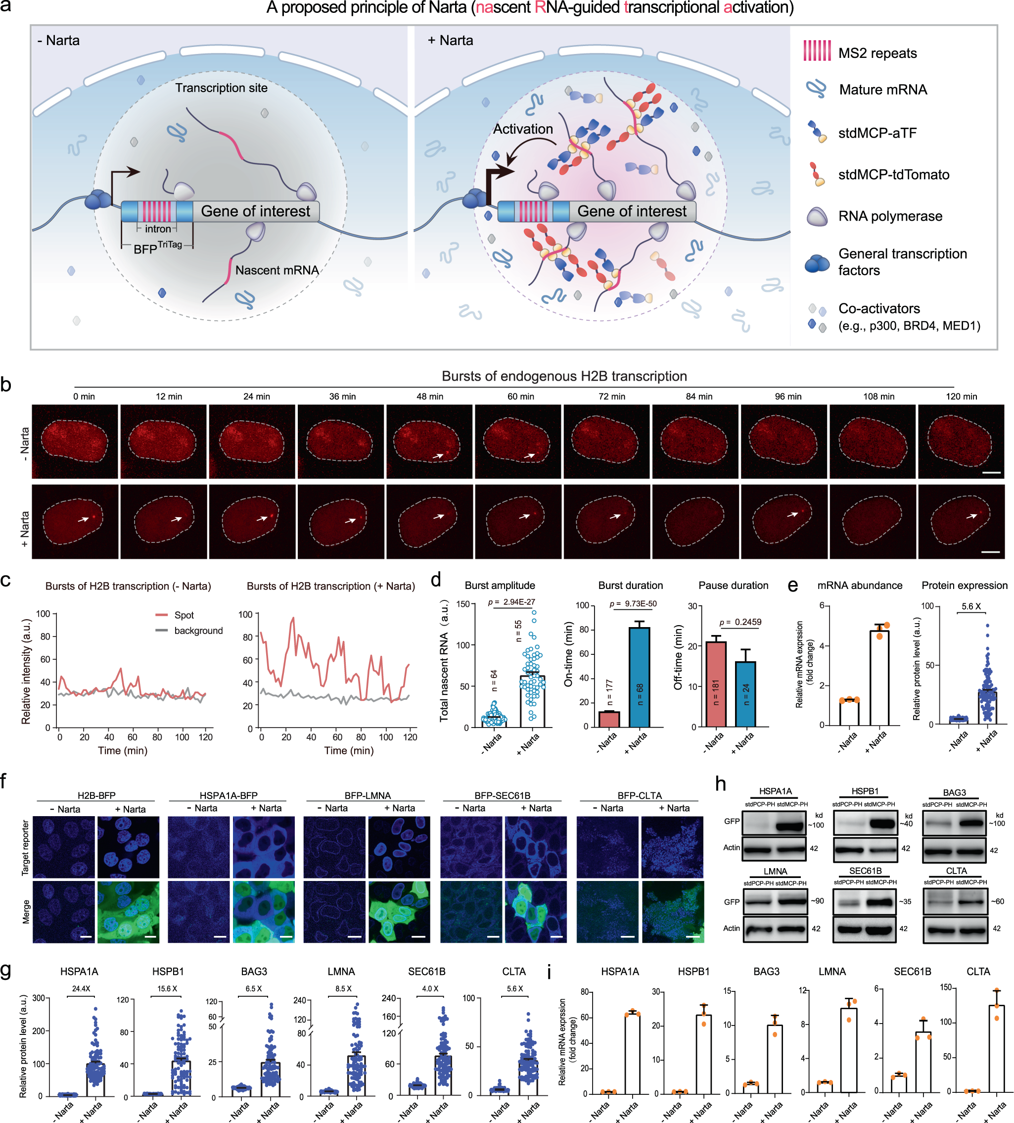 Gene activation guided by nascent RNA-bound transcription factors | Nature  Communications