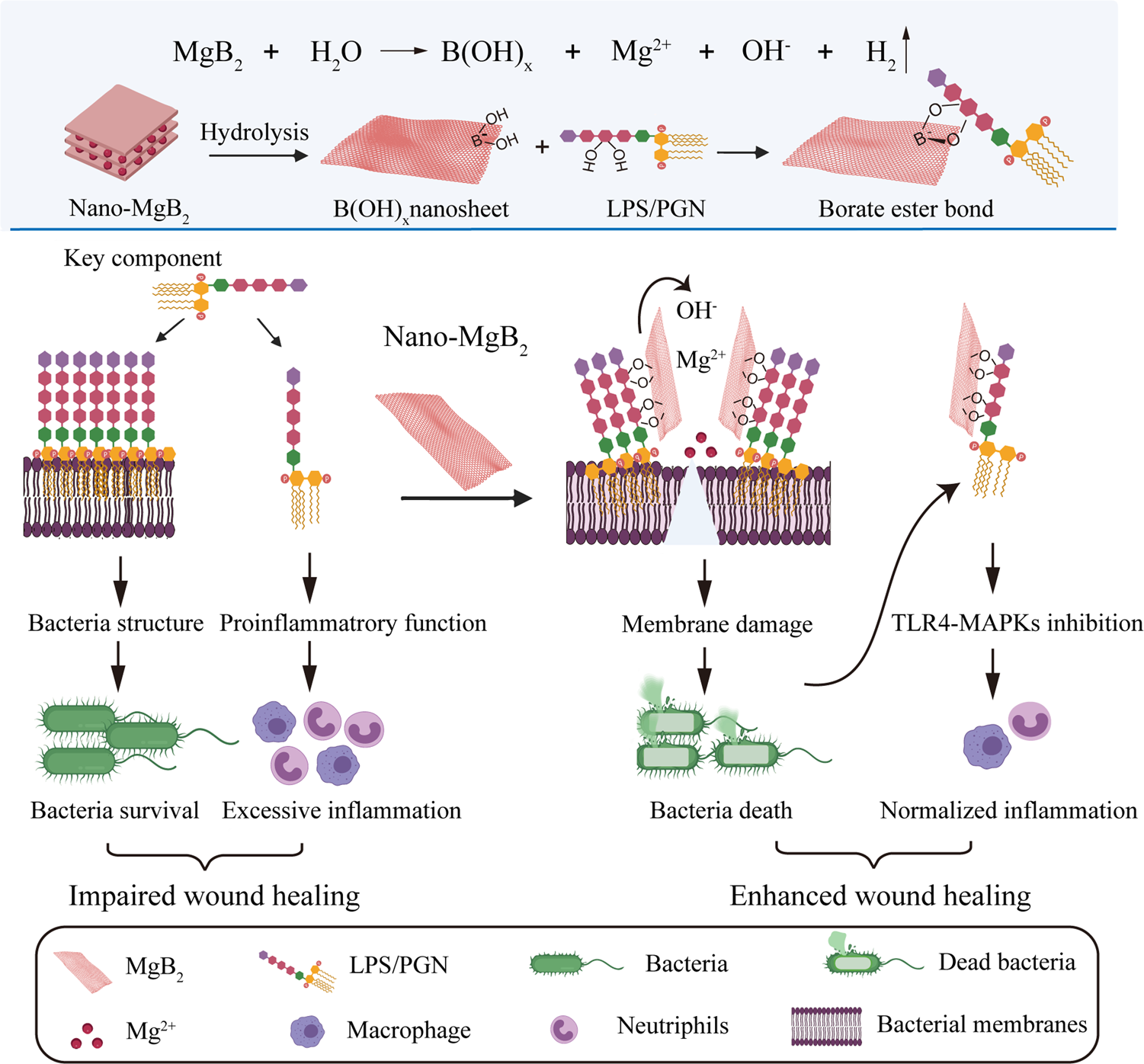 Spatiotemporal mapping of bacterial membrane potential responses