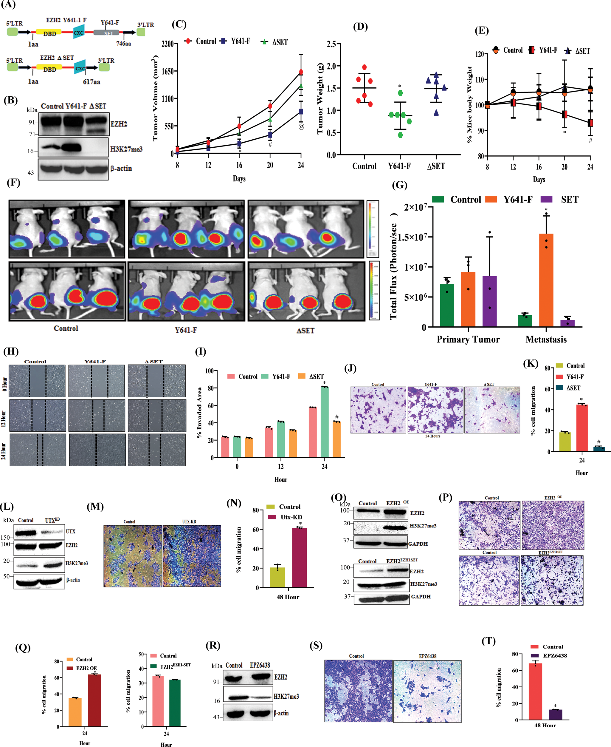 Blocking immunosuppressive neutrophils deters pY696-EZH2–driven brain  metastases