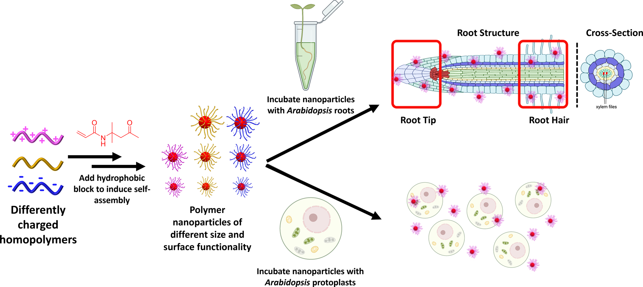 Polymer nanoparticles pass the plant interface | Nature Communications