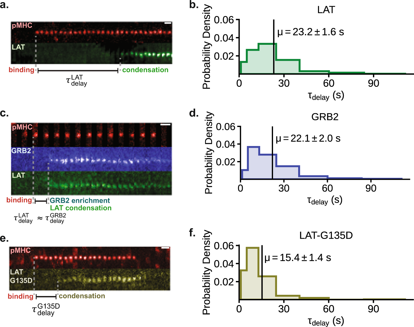 Fig. 4: LAT condensation occurs after an extended delay.