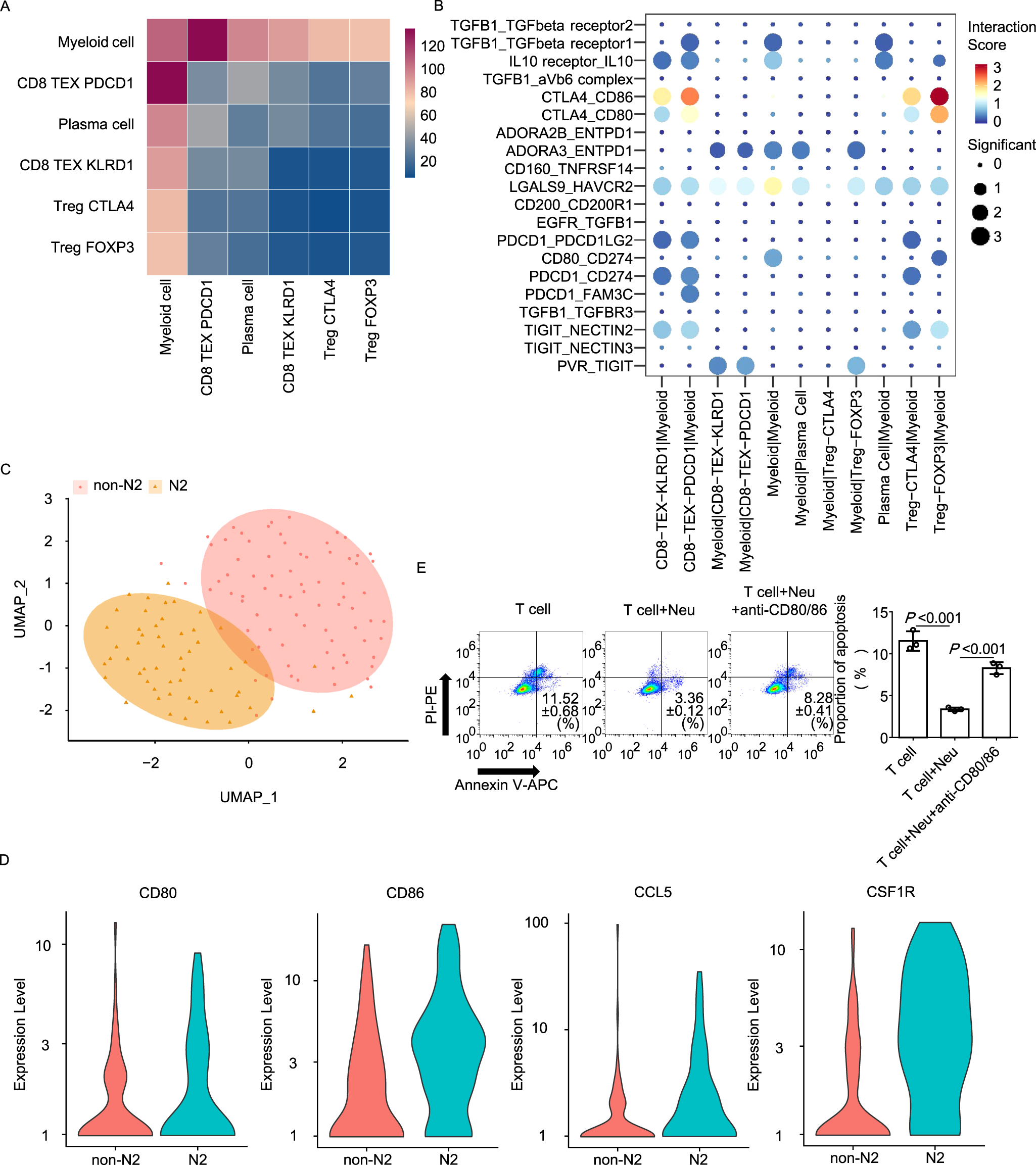 Fig. 3: Single-cell sequencing reveals an inhibitory role of neutrophils in tumor immune status through CD80/CD86-CTLA4 axis.