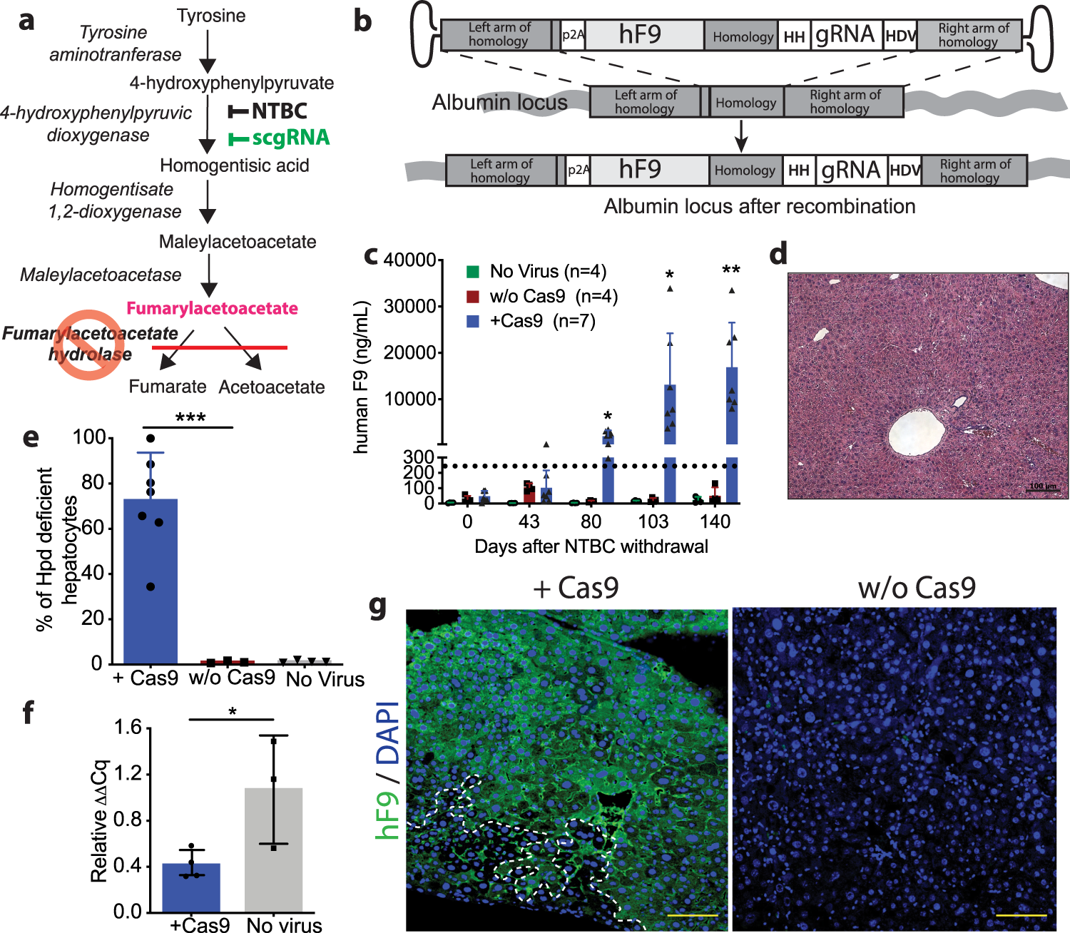 Self-cleaving guide RNAs enable pharmacological selection of precise gene  editing events in vivo | Nature Communications