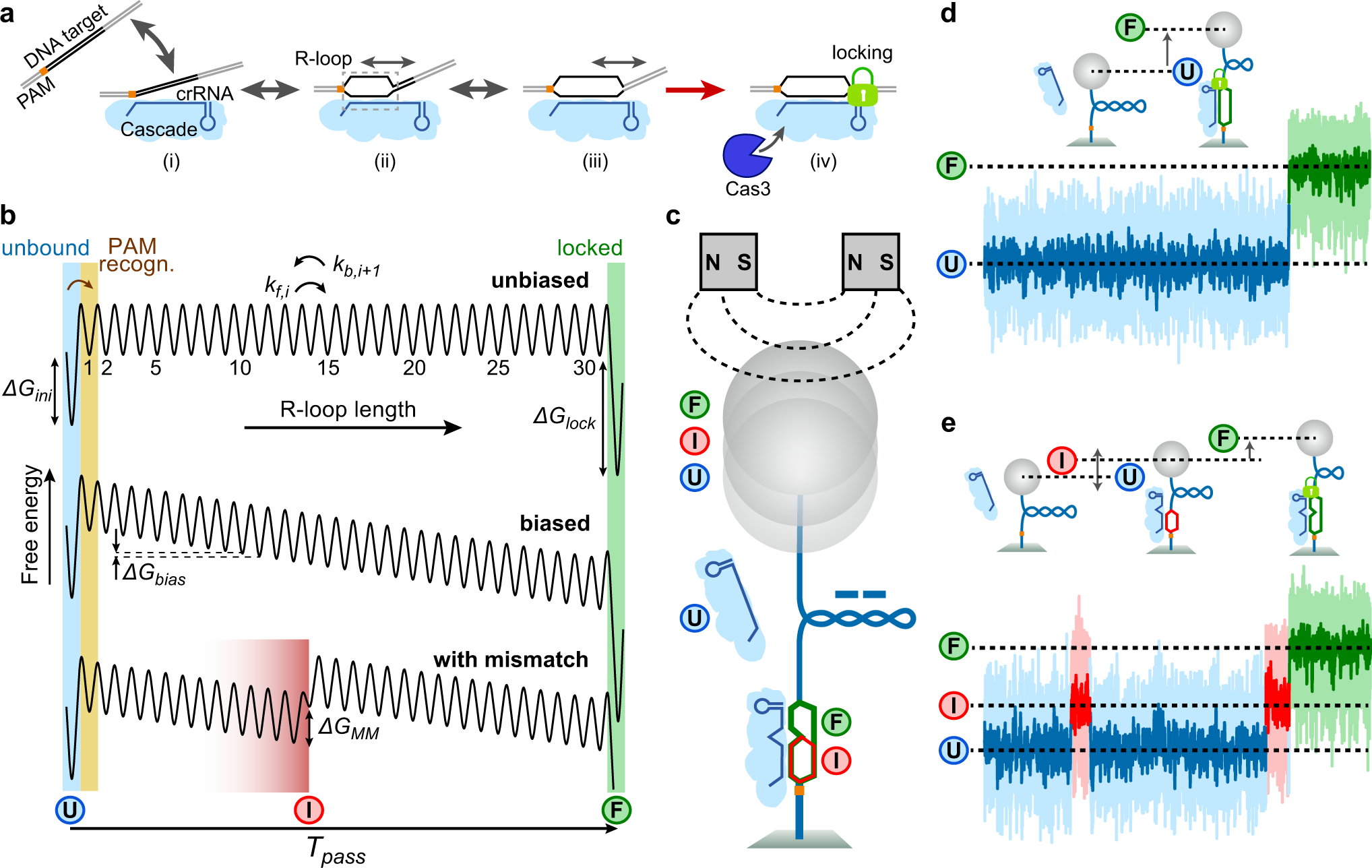 A quantitative model for the dynamics of target recognition and off-target  rejection by the CRISPR-Cas Cascade complex | Nature Communications