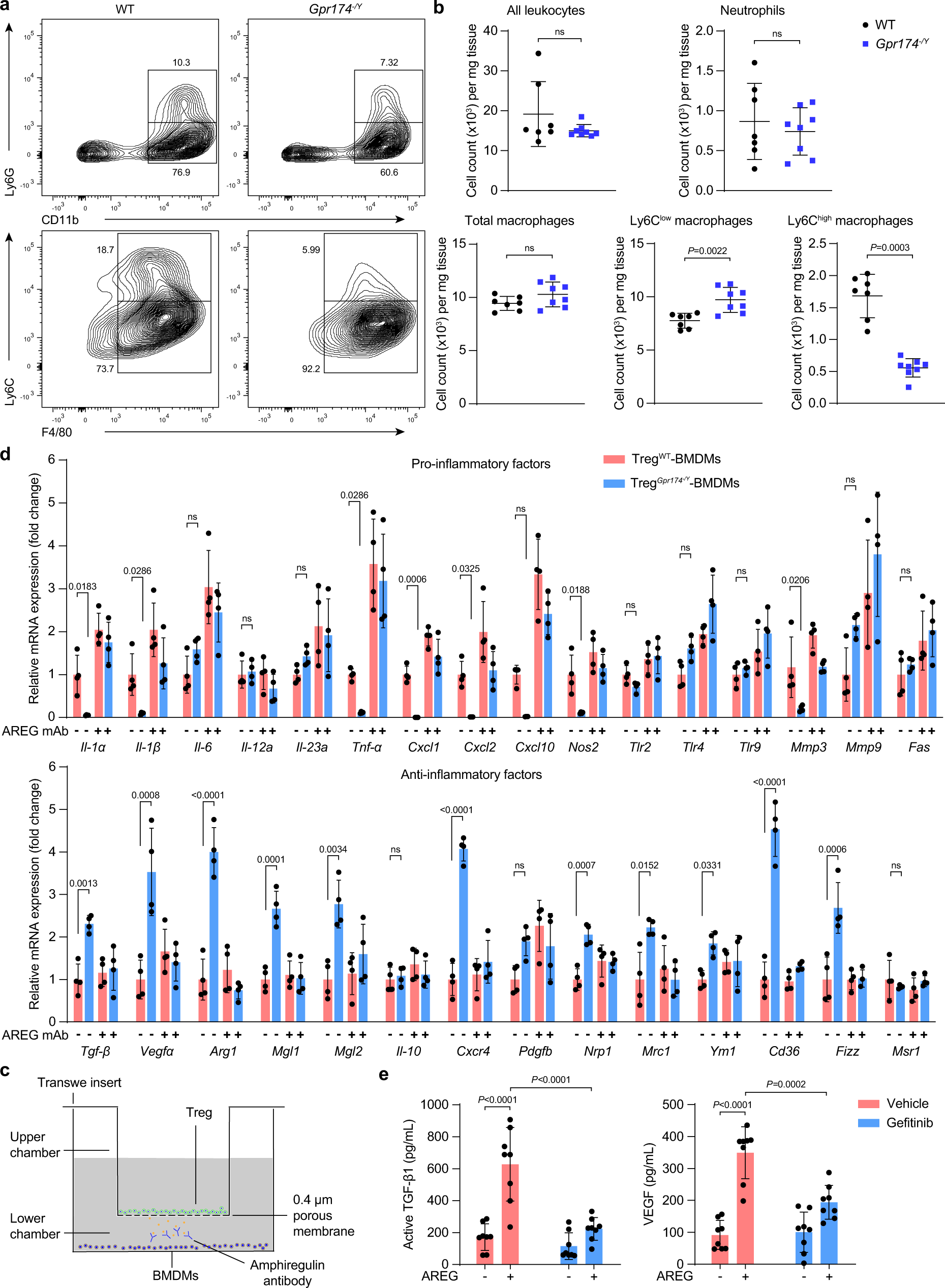 Fig. 5: GPR174 deficiency mitigates the inflammation in ischemic muscles through AREG.