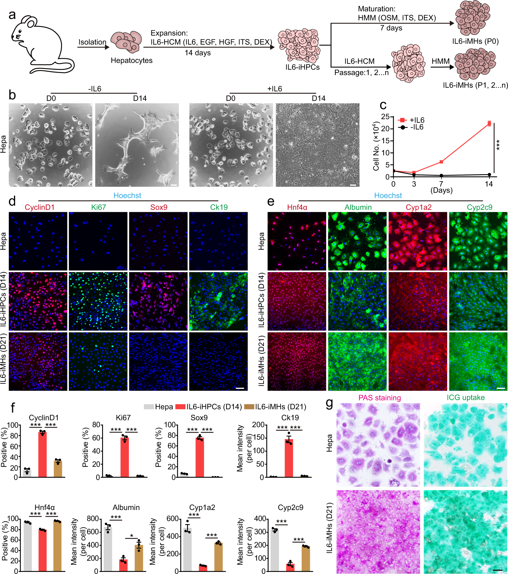 Fig. 1: IL6 promotes primary hepatocytes expansion in vitro.