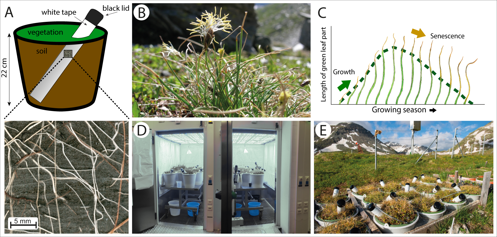 Growth of alpine grassland will start and stop earlier under climate  warming | Nature Communications