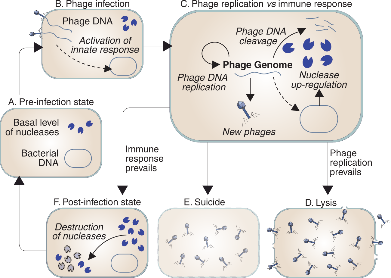 Bacteriophages are viruses that infect bacteria but are harmless