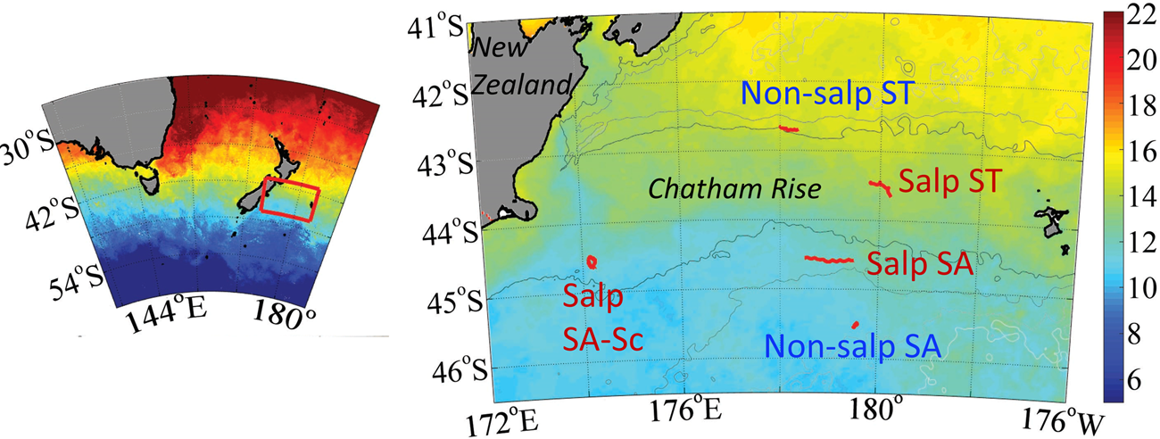 Salp blooms drive strong increases in passive carbon export in the Southern  Ocean