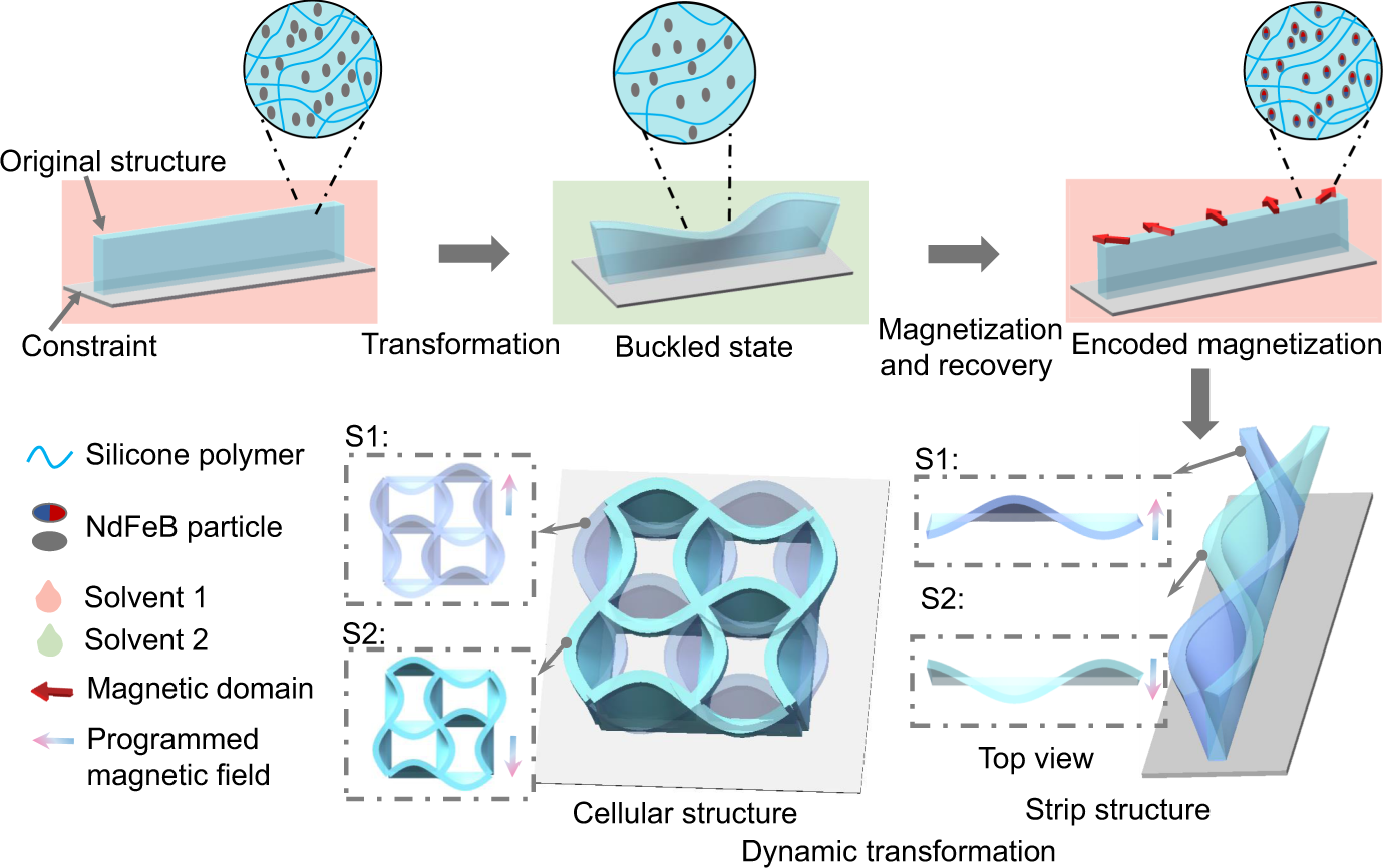 Dynamic morphological transformations in soft architected