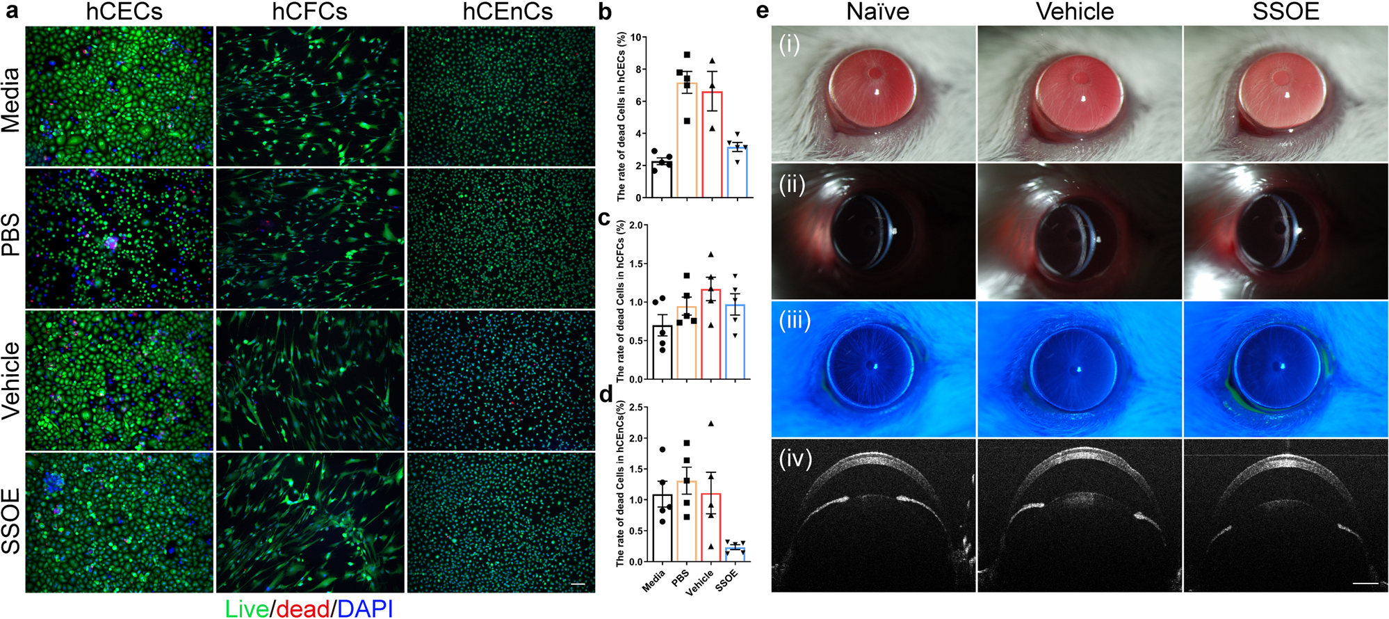 Fig. 2: Safety and biocompatibility of ophthalmic SSOE.