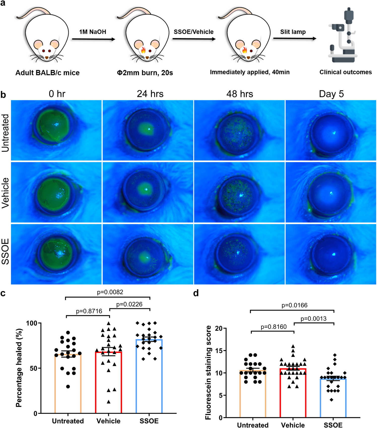 Fig. 3: SSOE accelerates corneal epithelial wound healing after alkali burn.
