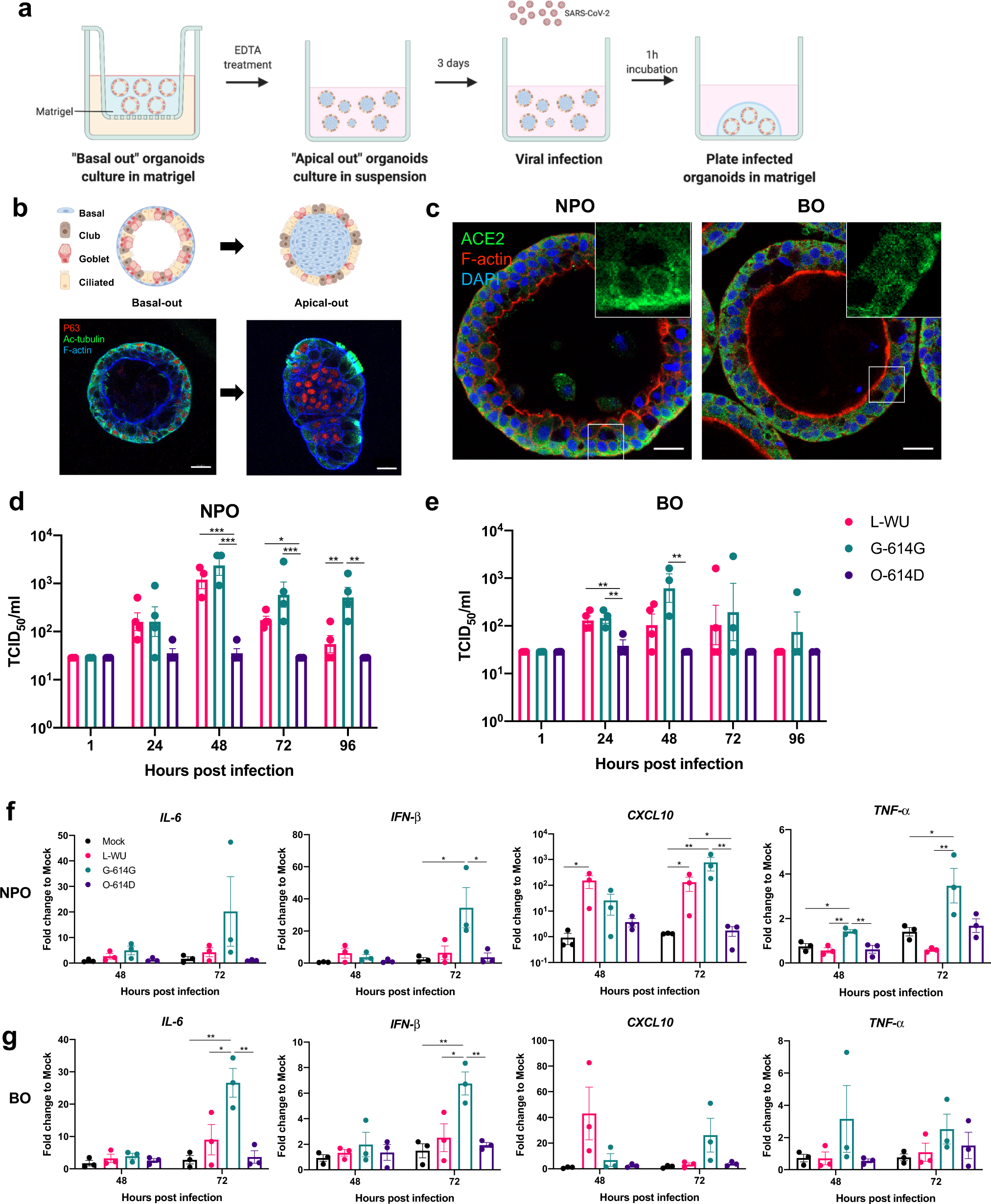 Fig. 4: Lung organoids are permissive to SARS-CoV-2 infection.