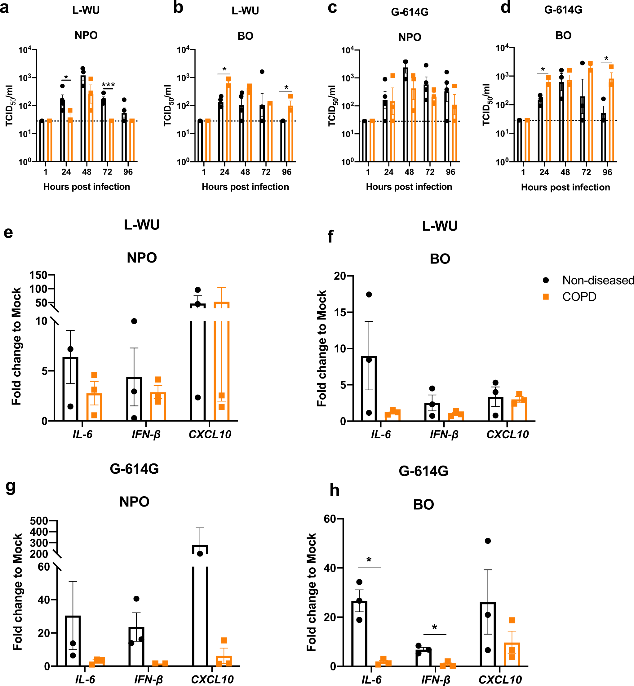 Fig. 5: SARS-CoV-2 infection exhibits higher replicative competence in COPD bronchial organoids.